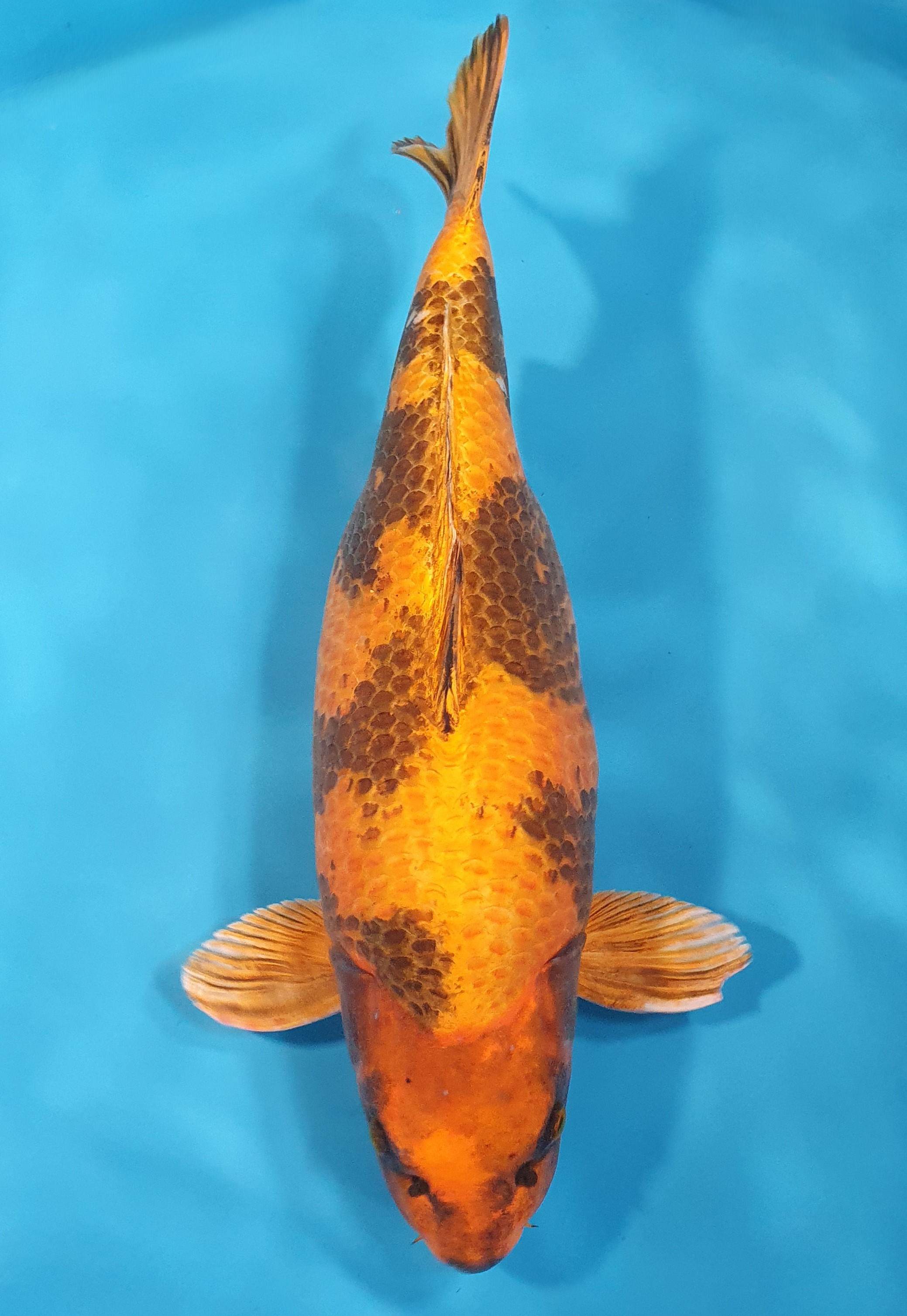 Kin Ki Utsuri