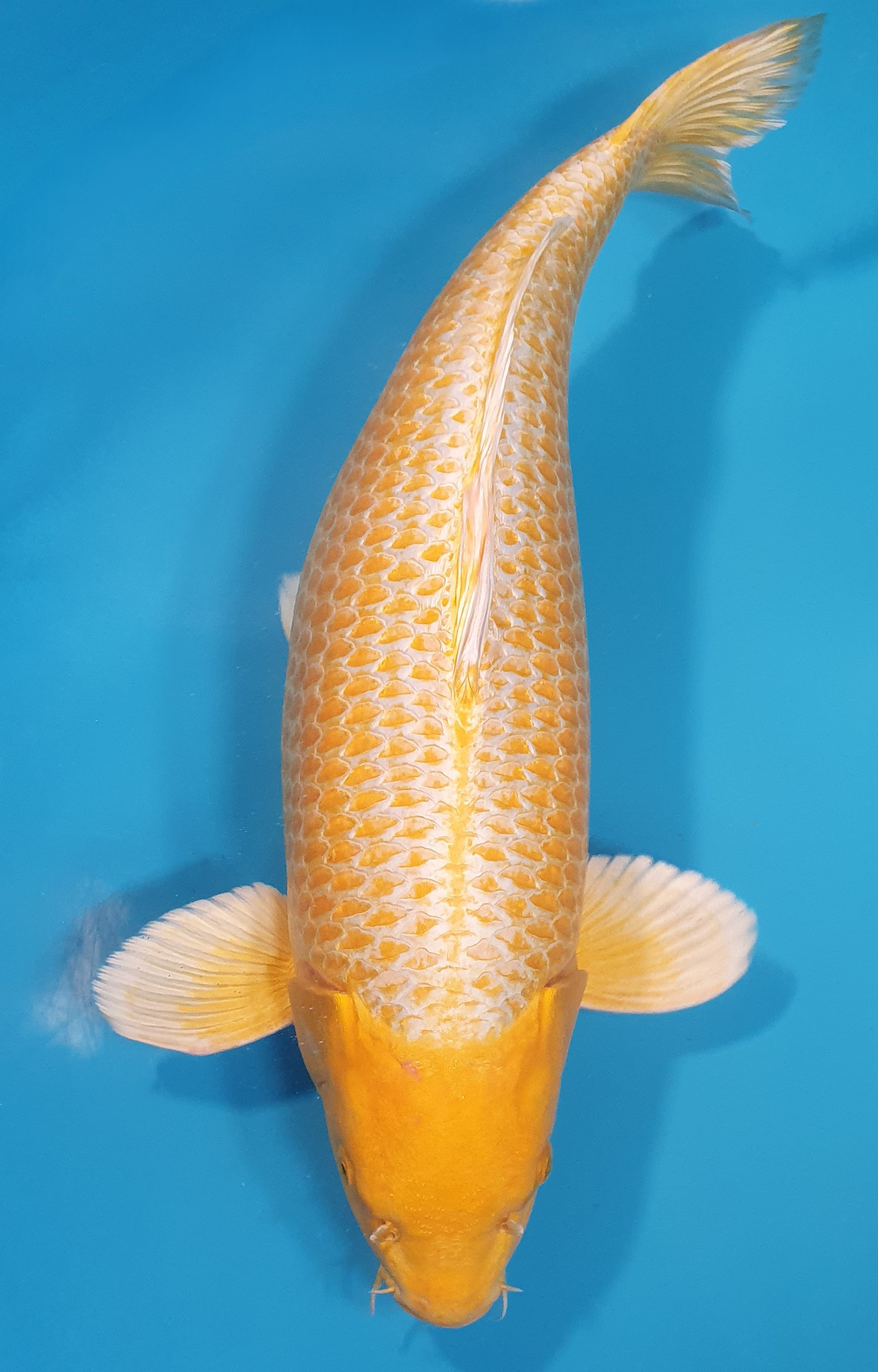 Yamabuki RESERVE HG