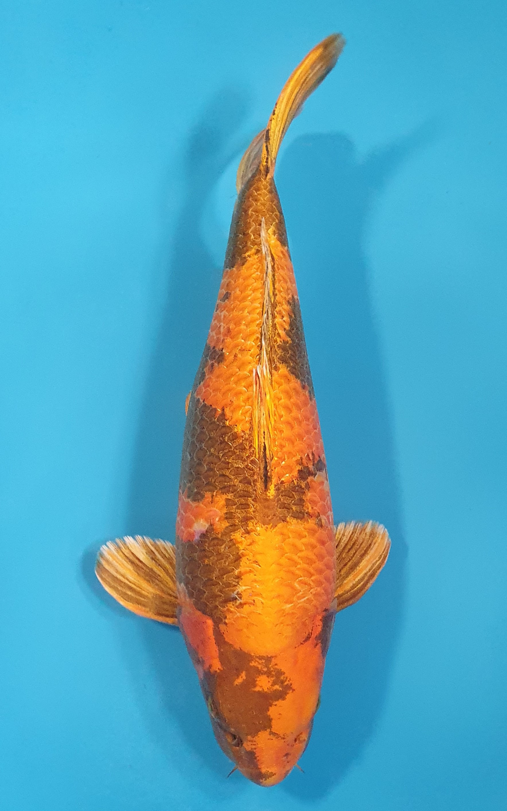 Kin Ki Utsuri