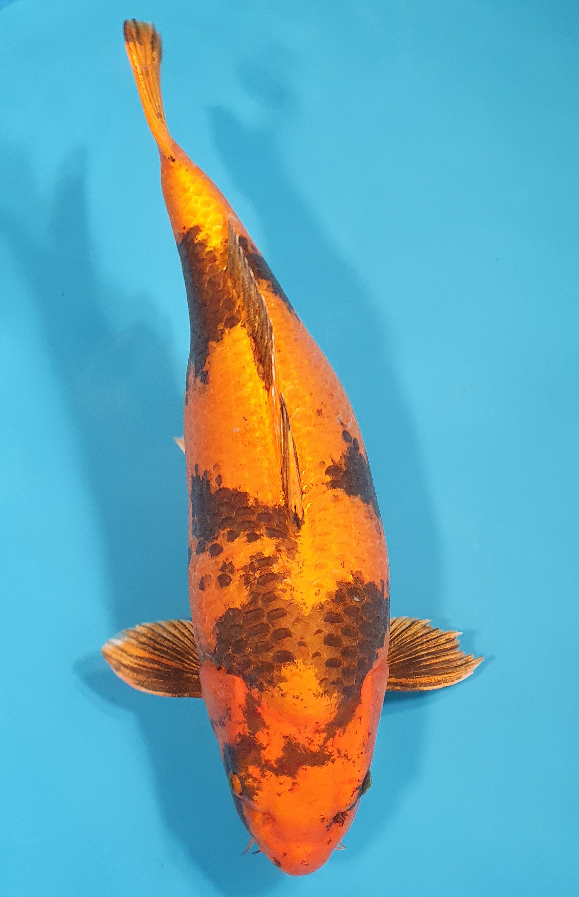 Kin Ki Utsuri