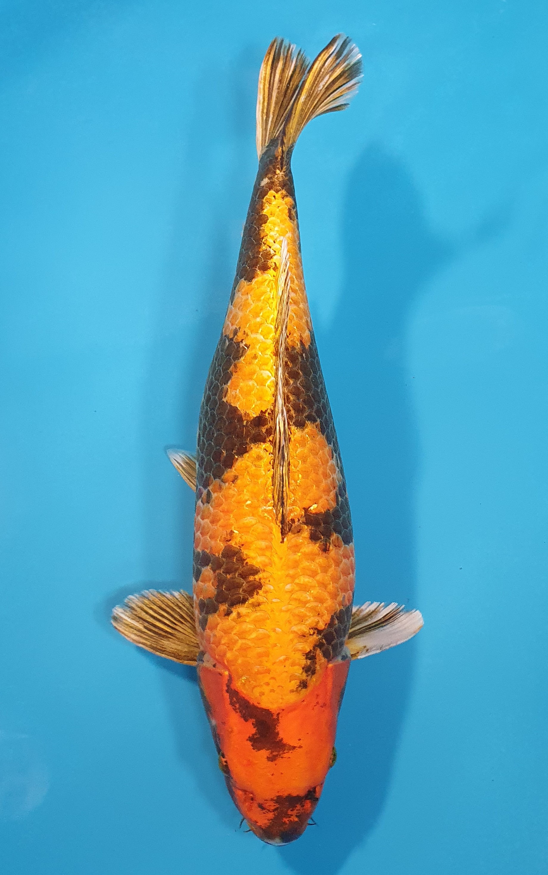 Kin Ki Utsuri