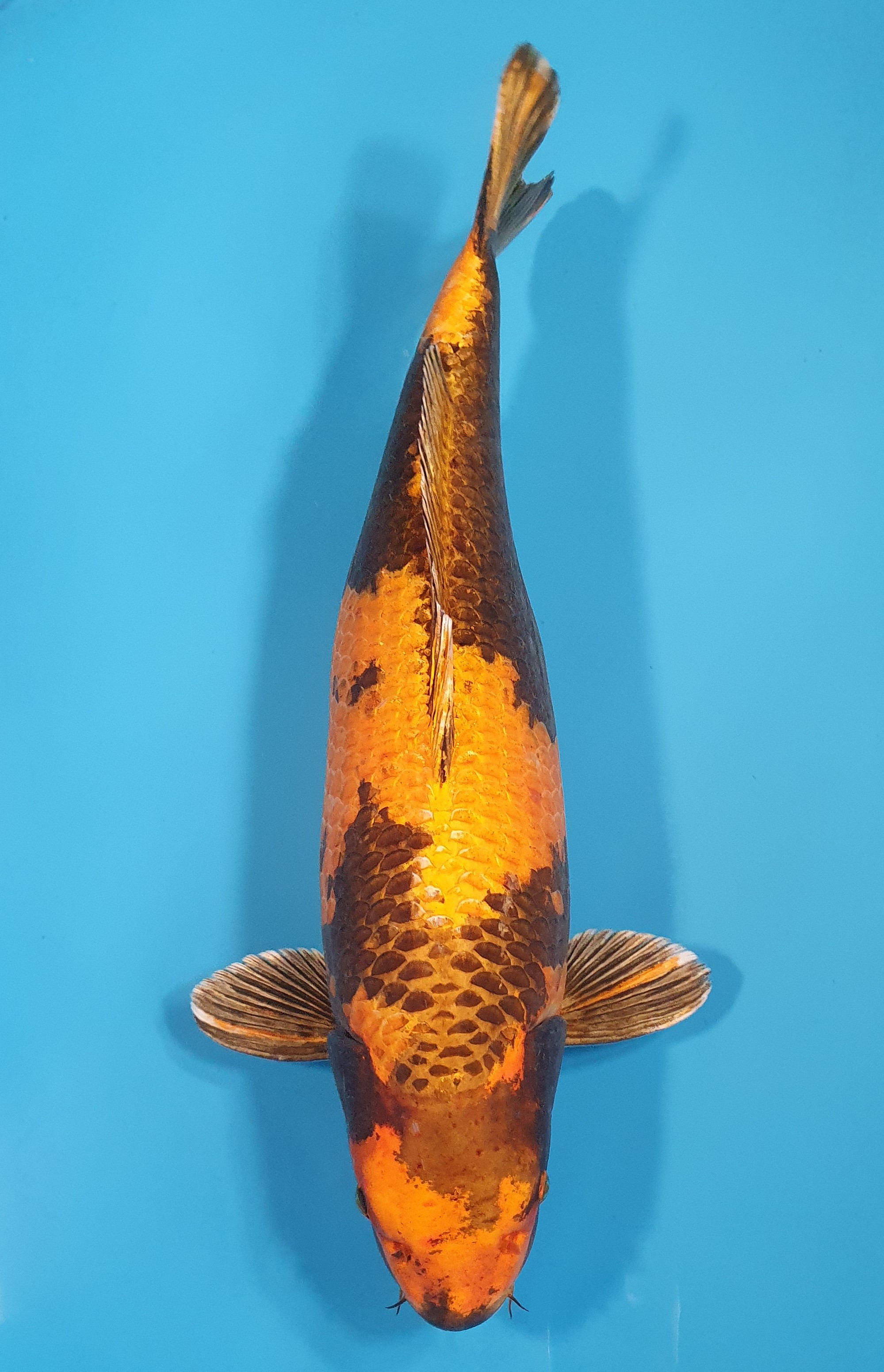 Kin Ki Utsuri