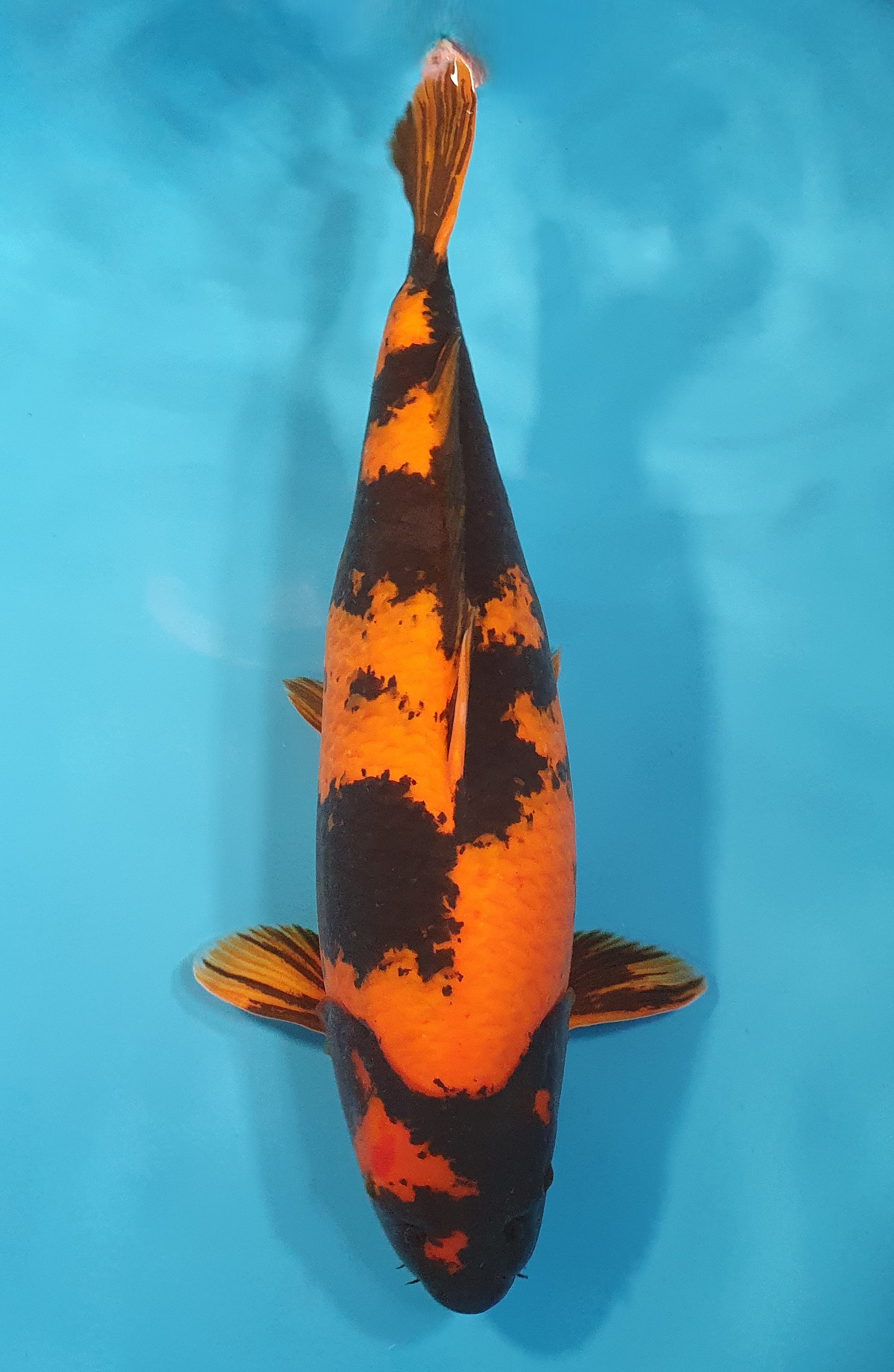Hi Utsuri 