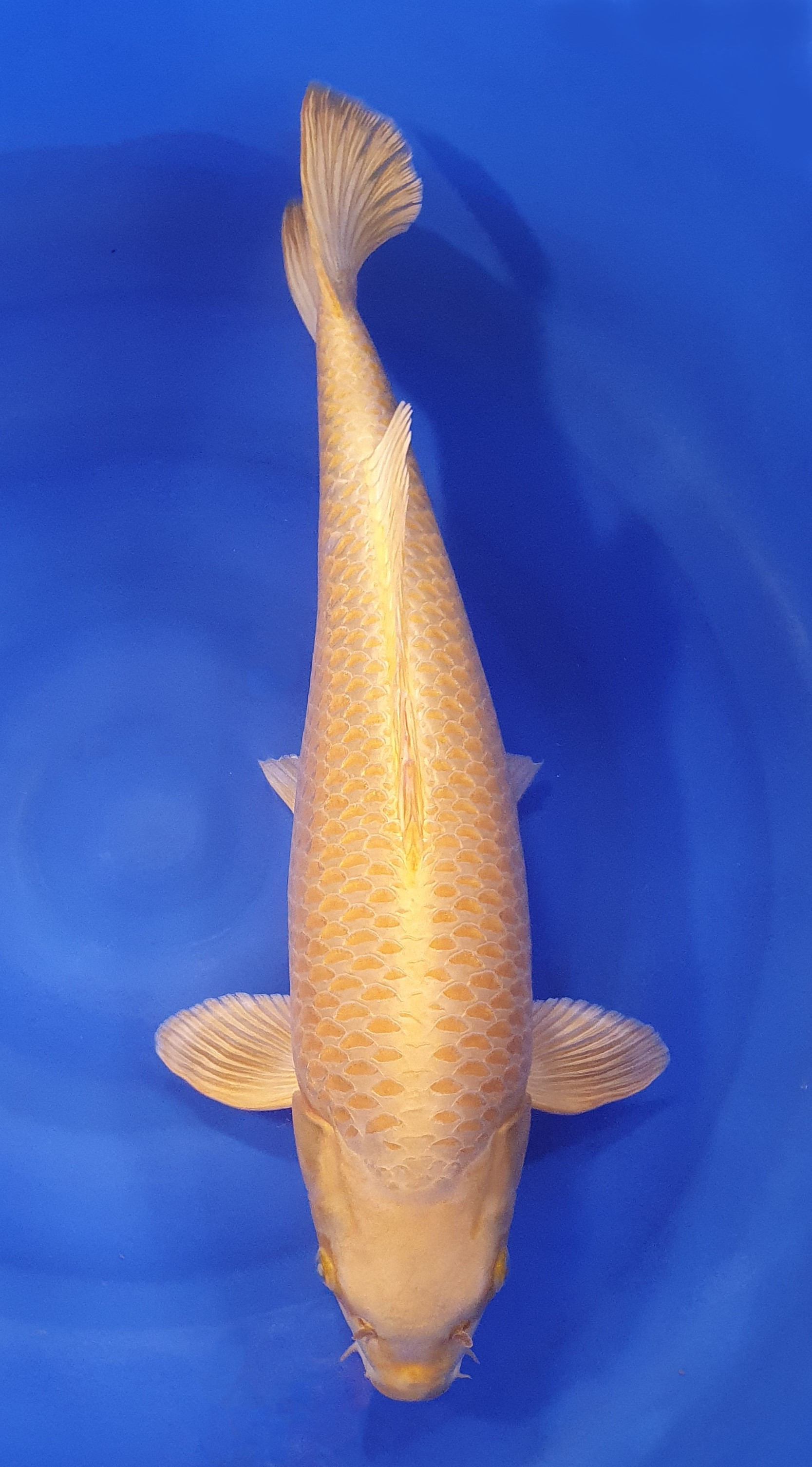 Yamabuki