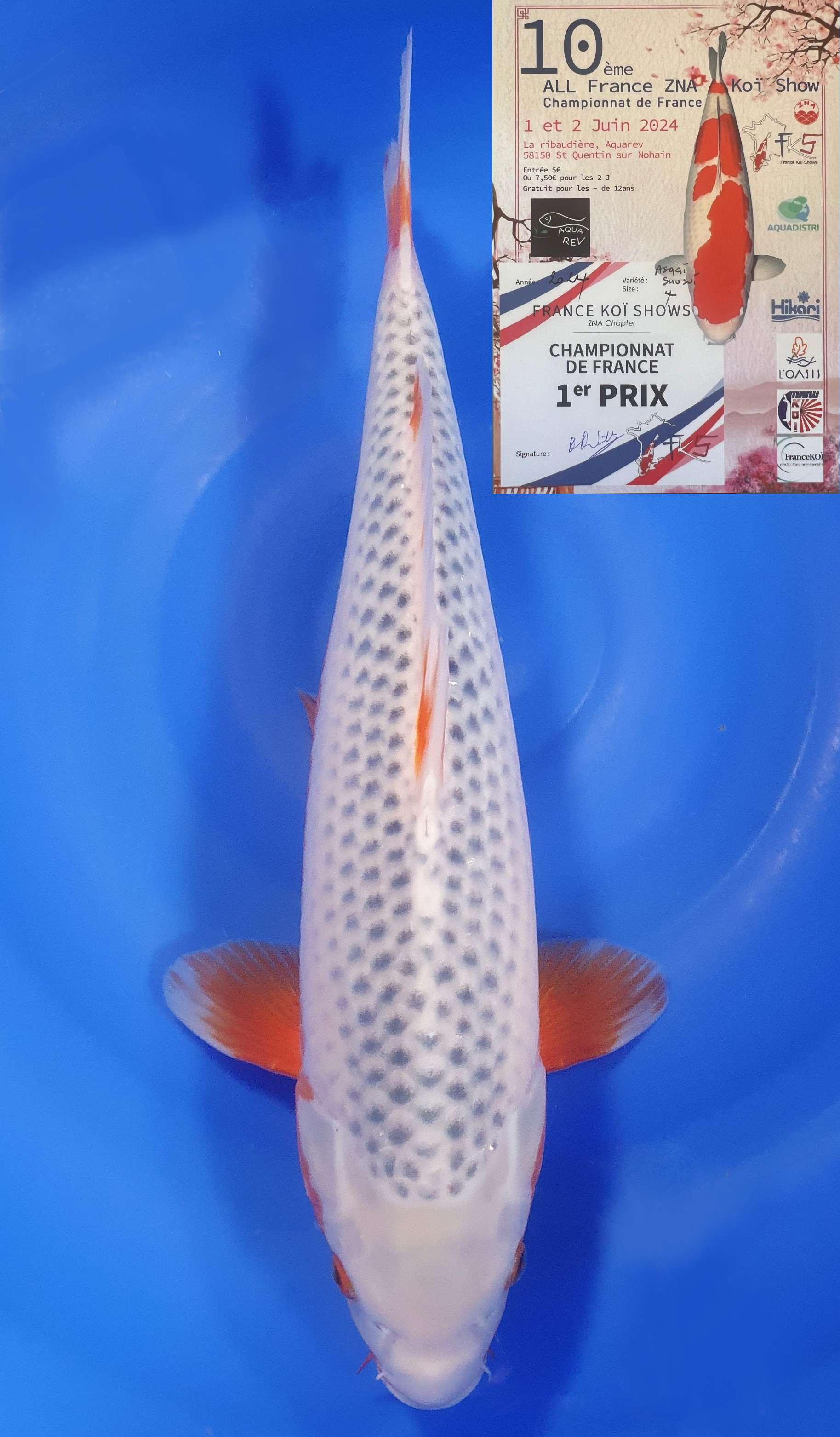 Asagi 1er Prix FKS 2024