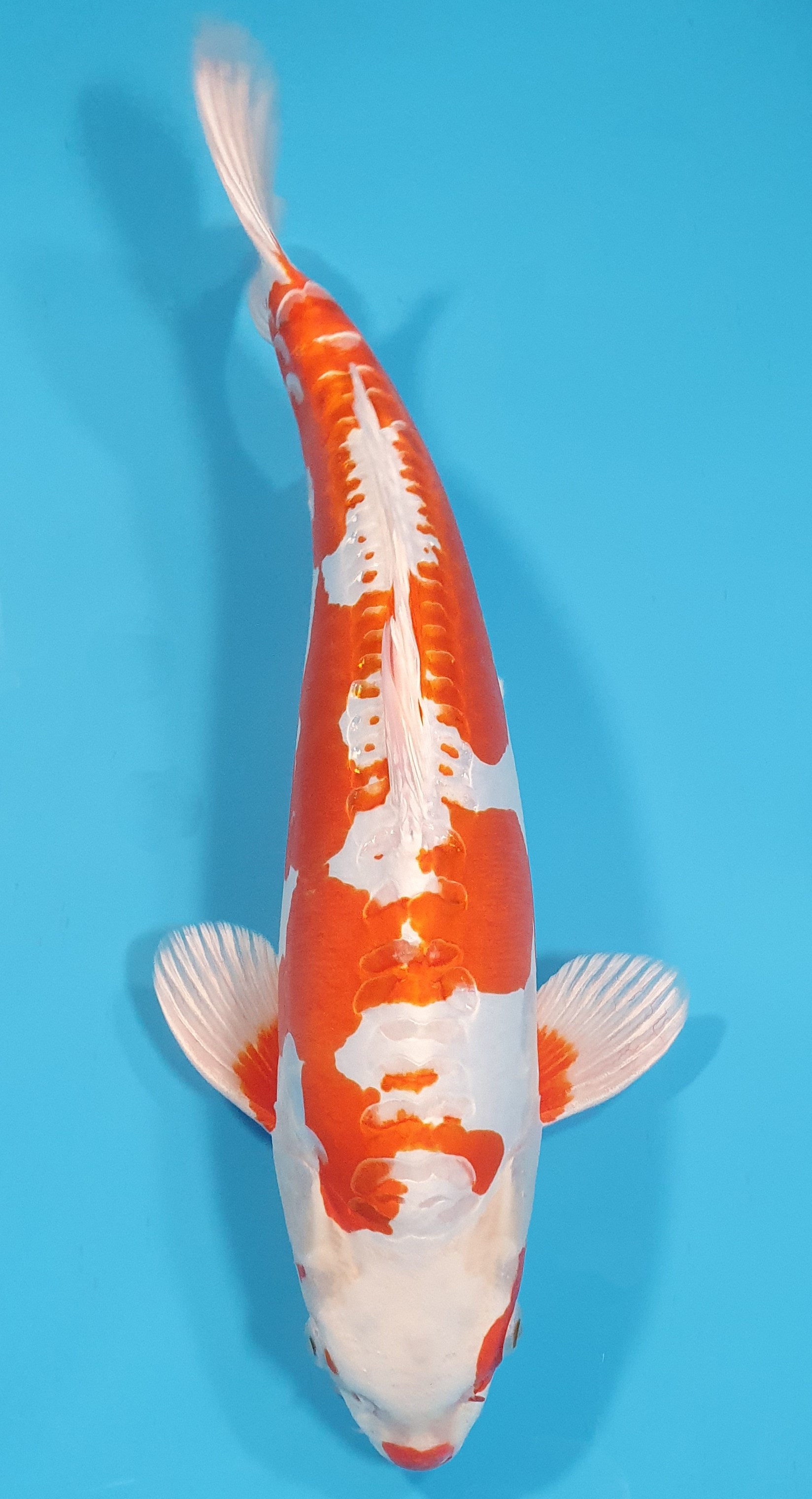 Kikusui