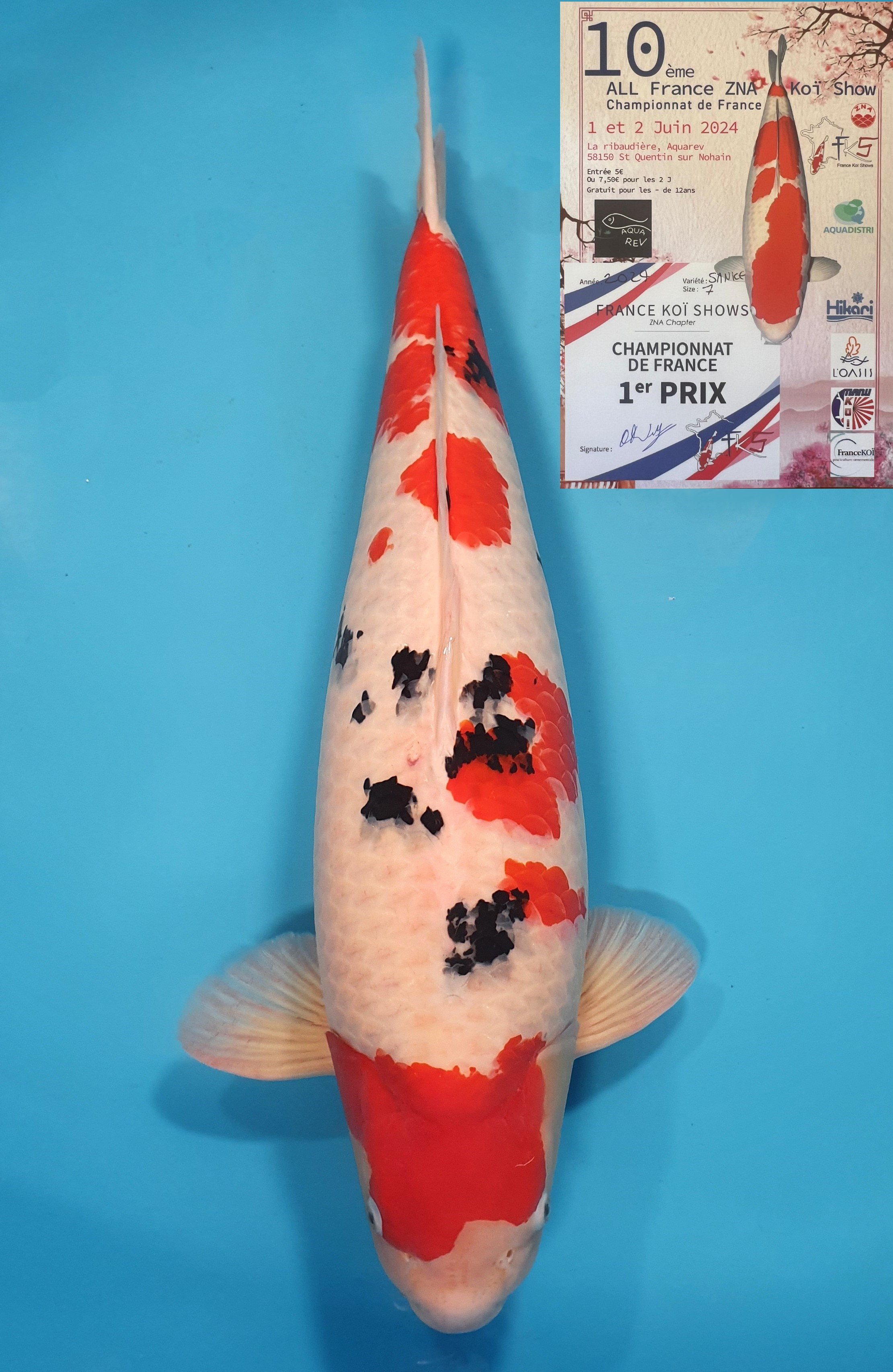 Sanke 1er Prix FKS 2024