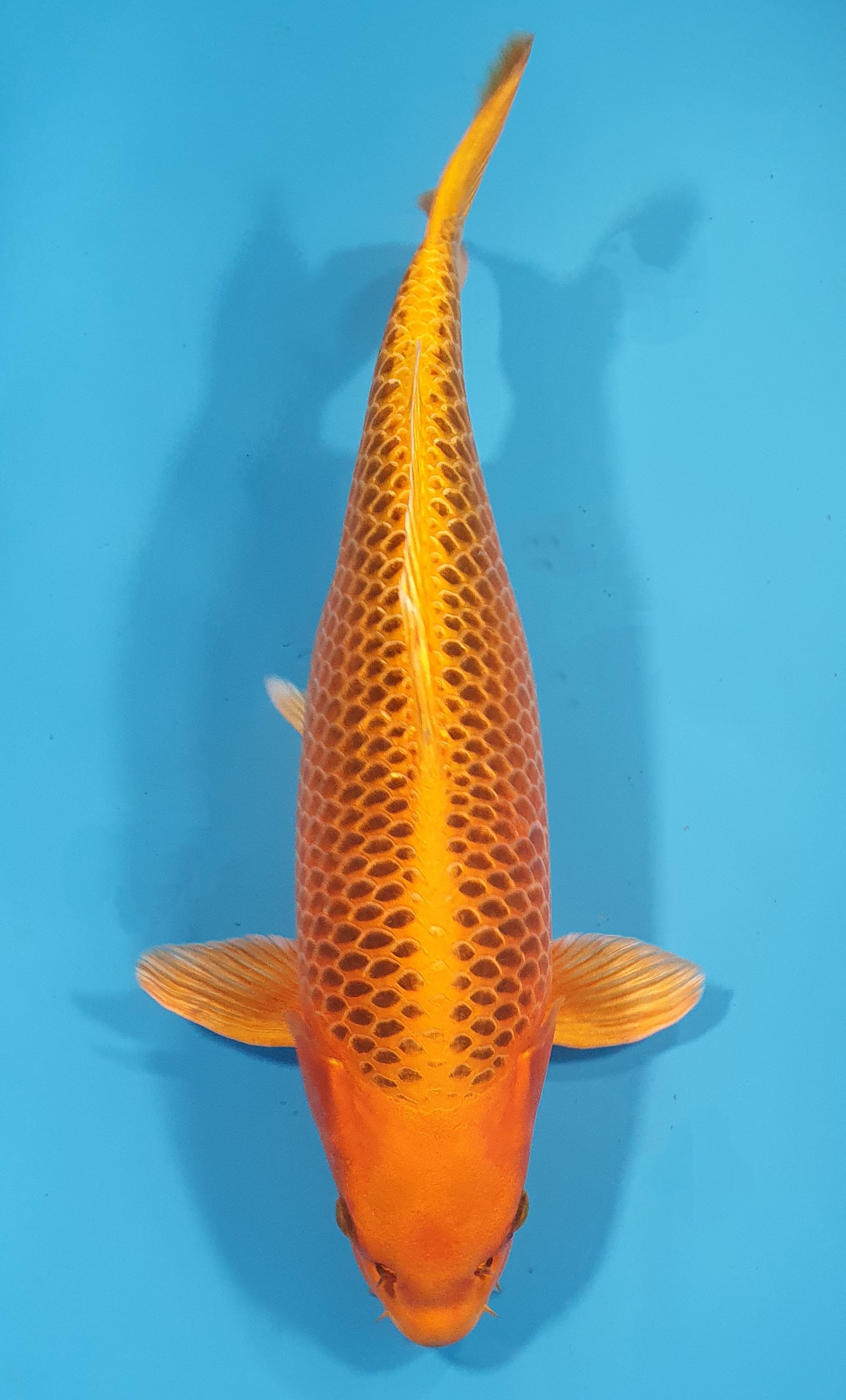 Kin Matsuba