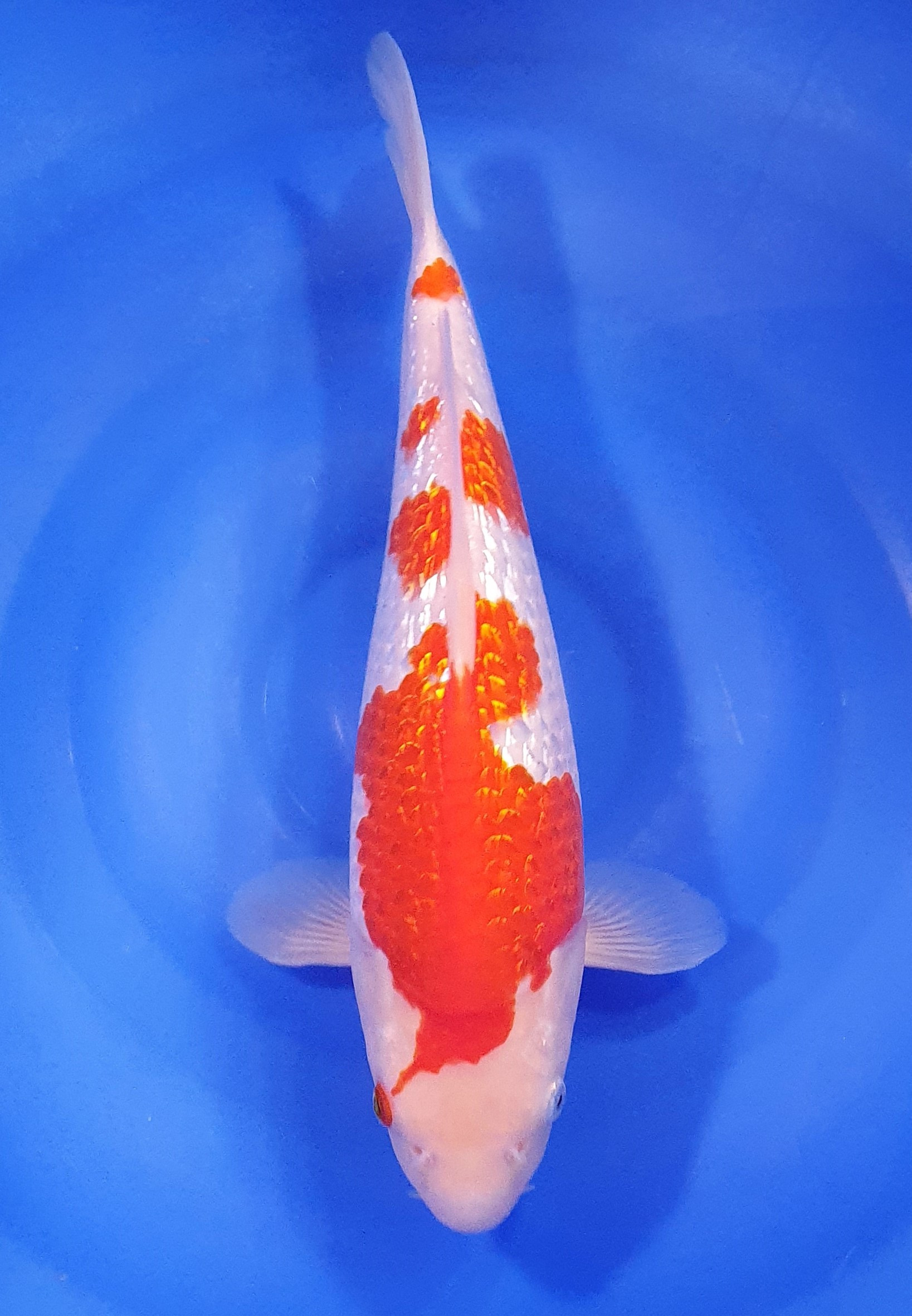 Ginrin Kohaku 40CM 