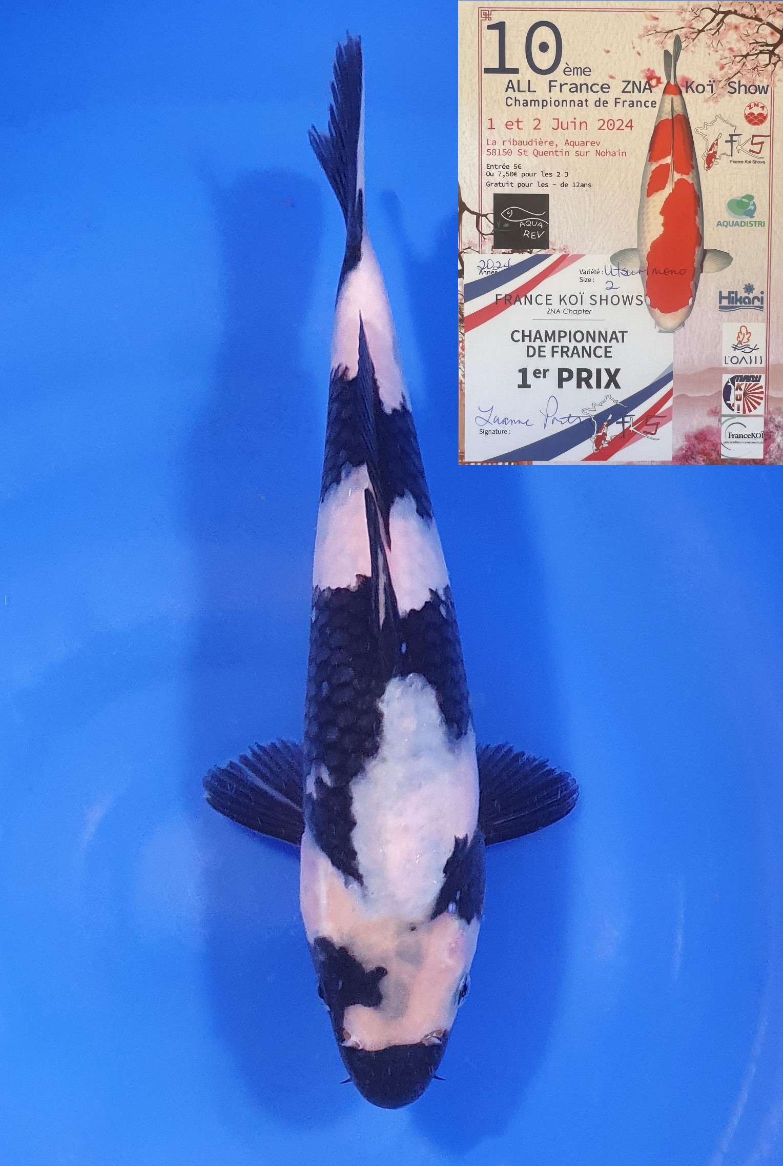 Shiro Utsuri 1er Prix FKS 2024 