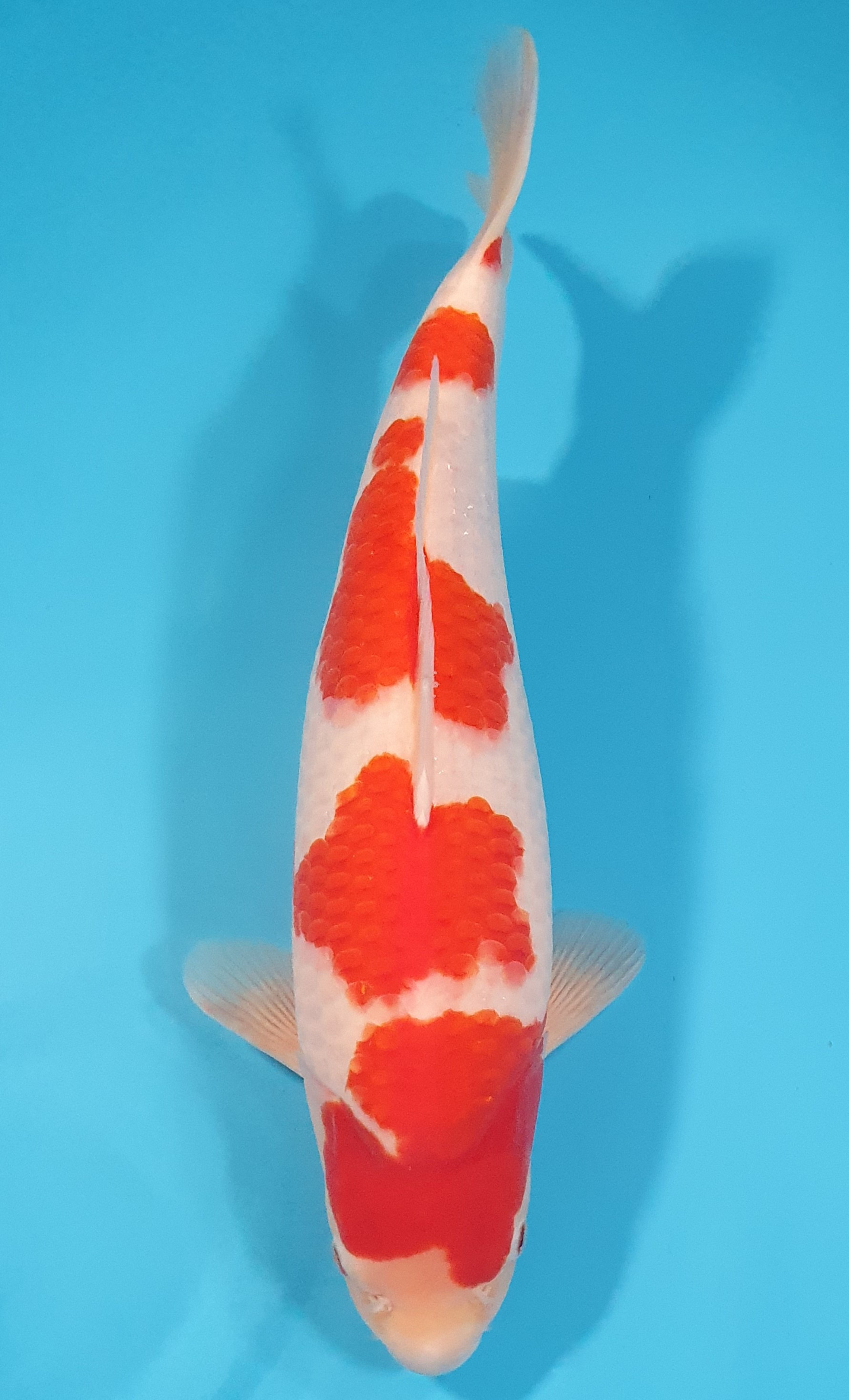 Kohaku