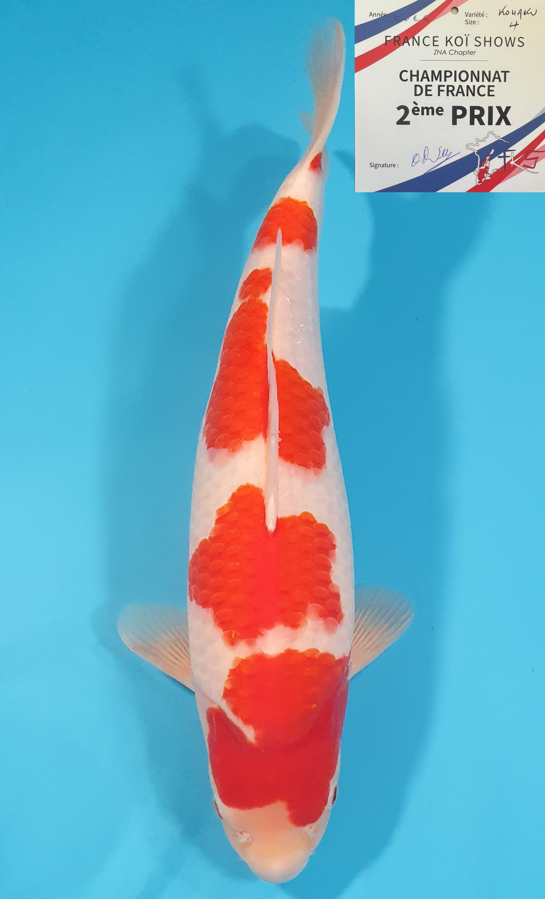Kohaku 2ème Prix FKS 2024