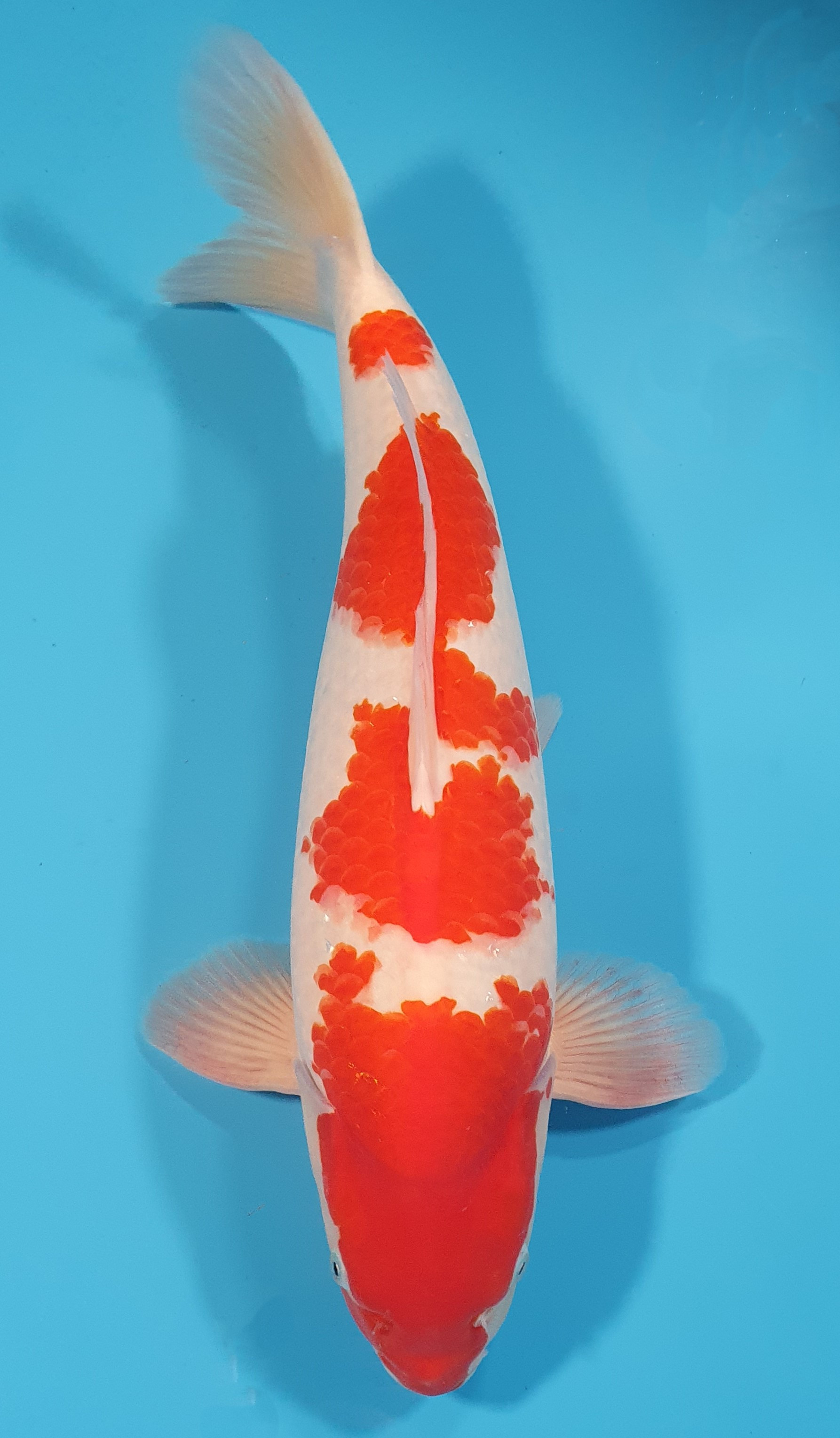 Kohaku