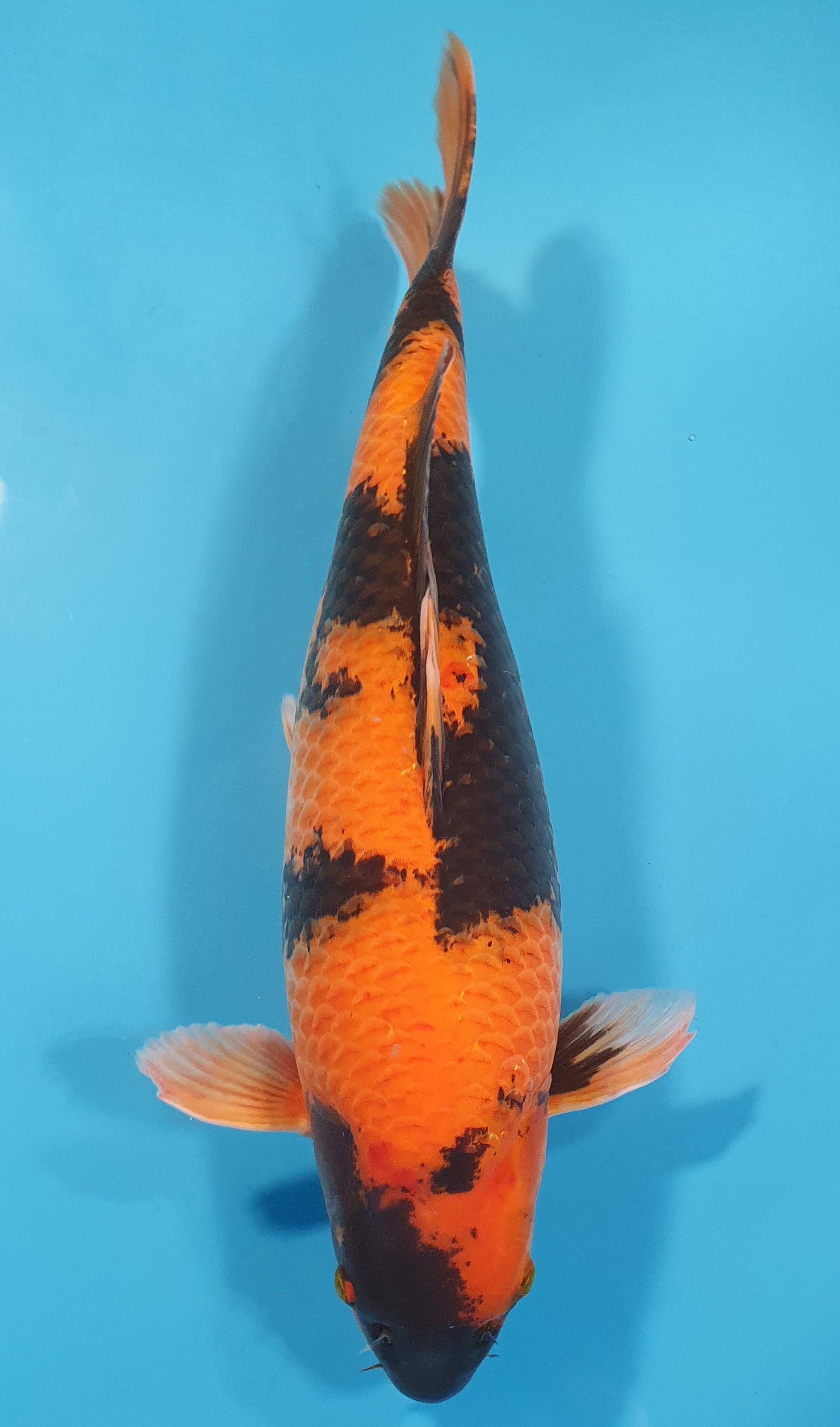 Hi Utsuri 57CM enchère gagnée Pascal Mary 29/05/25
