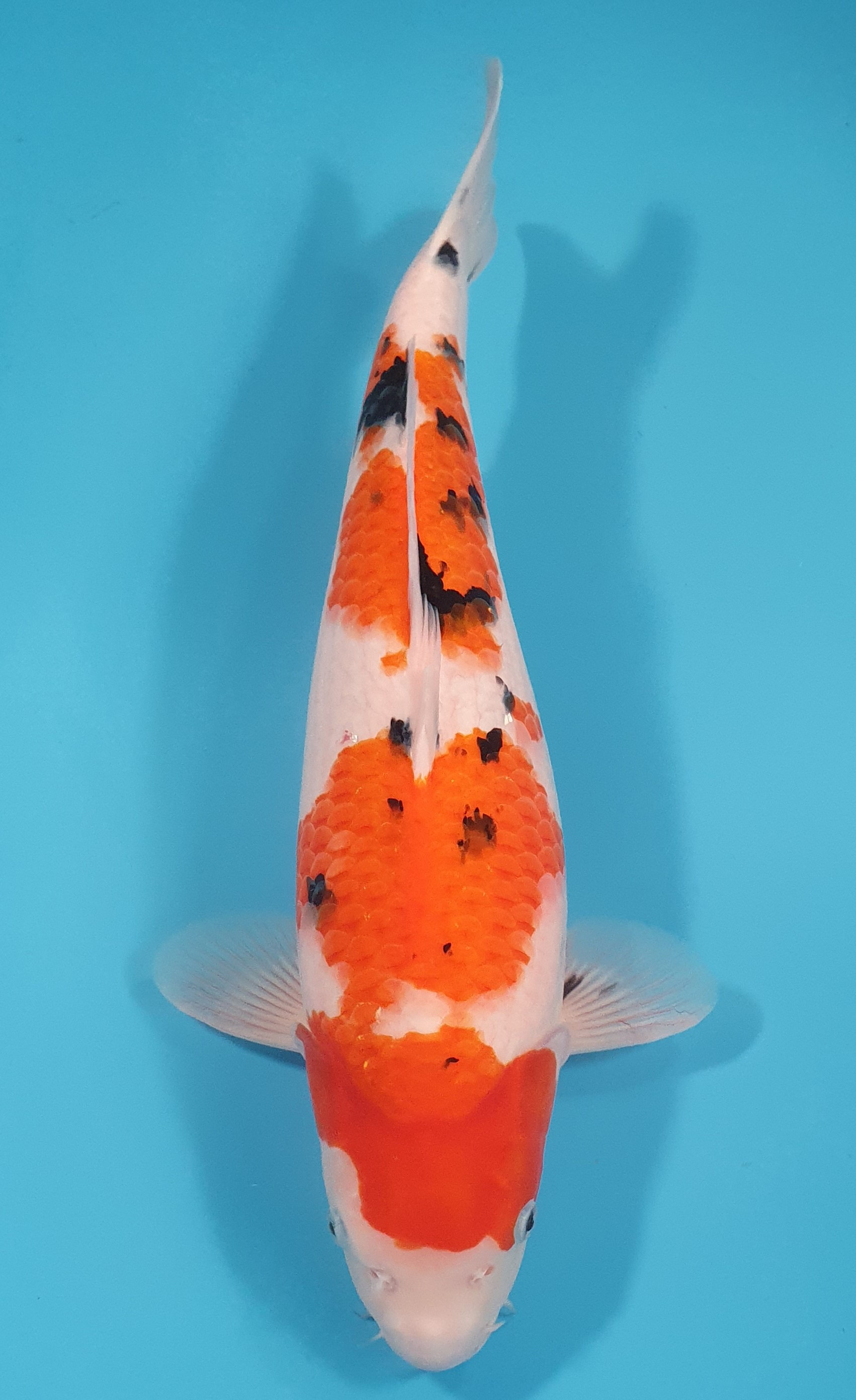 Sanke 54CM