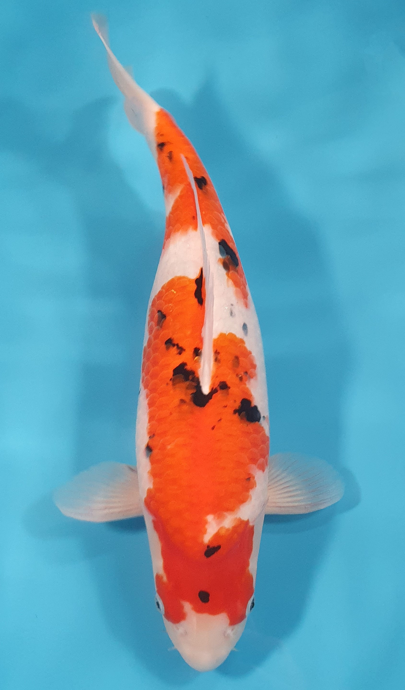 Sanke 56CM