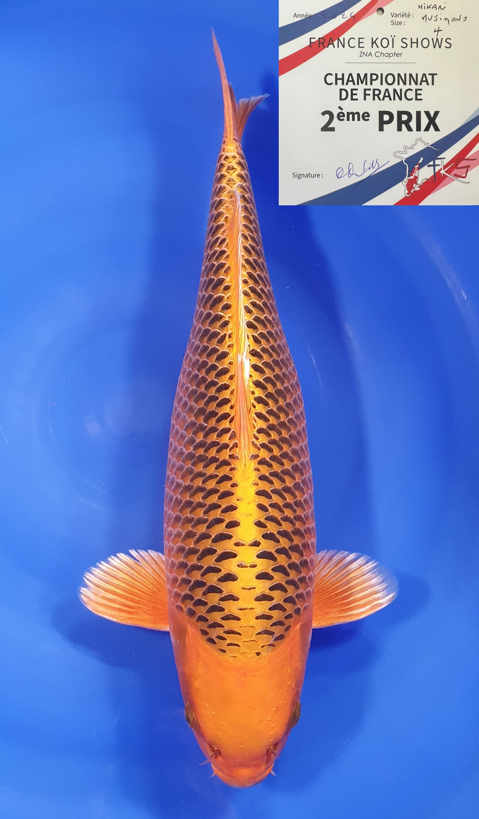 Kin Matsuba 2ème Prix FKS 2024