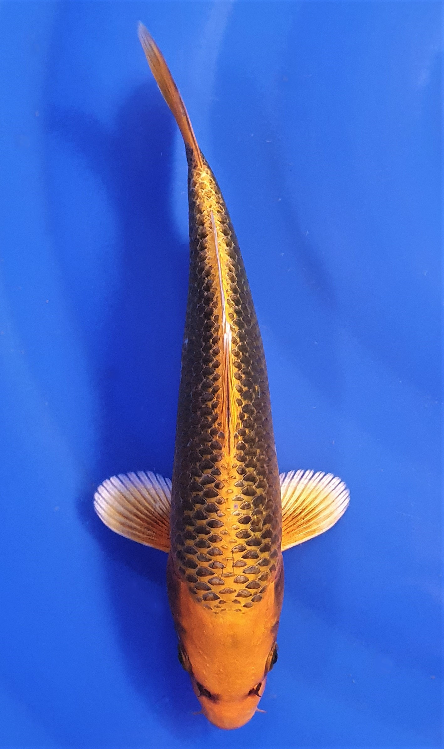 Kin Matsuba