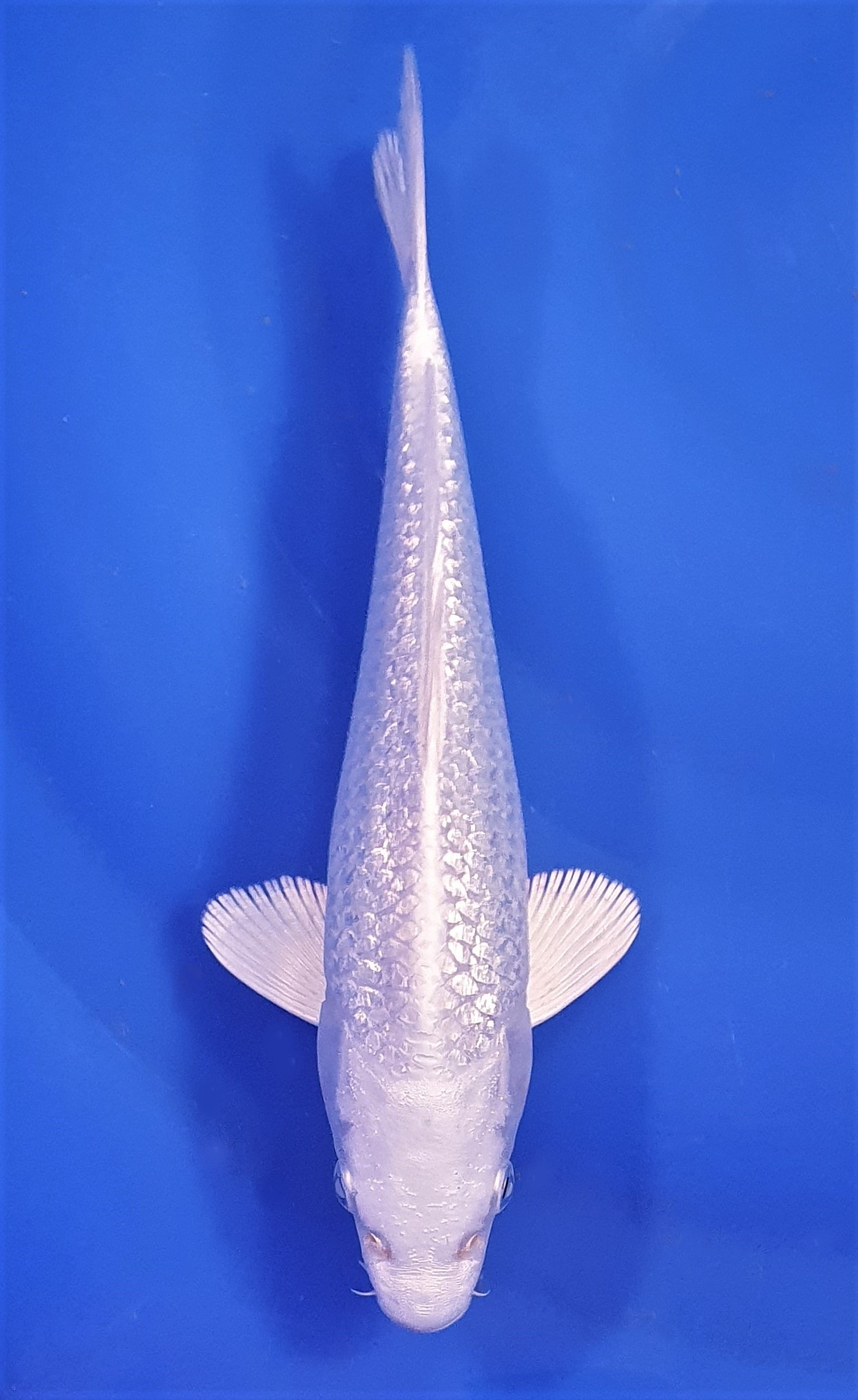 Ginrin Purachina