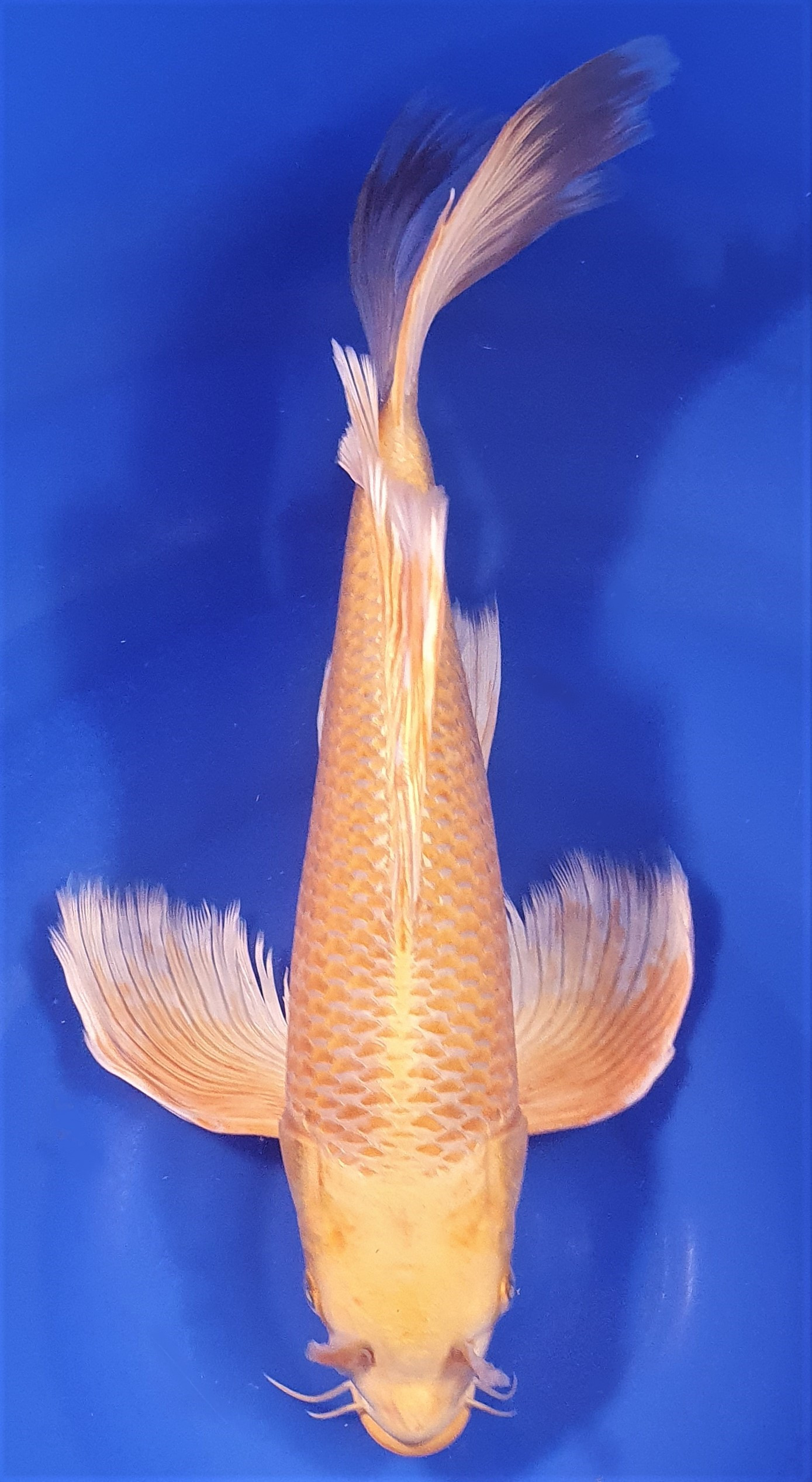 Orenji Voile