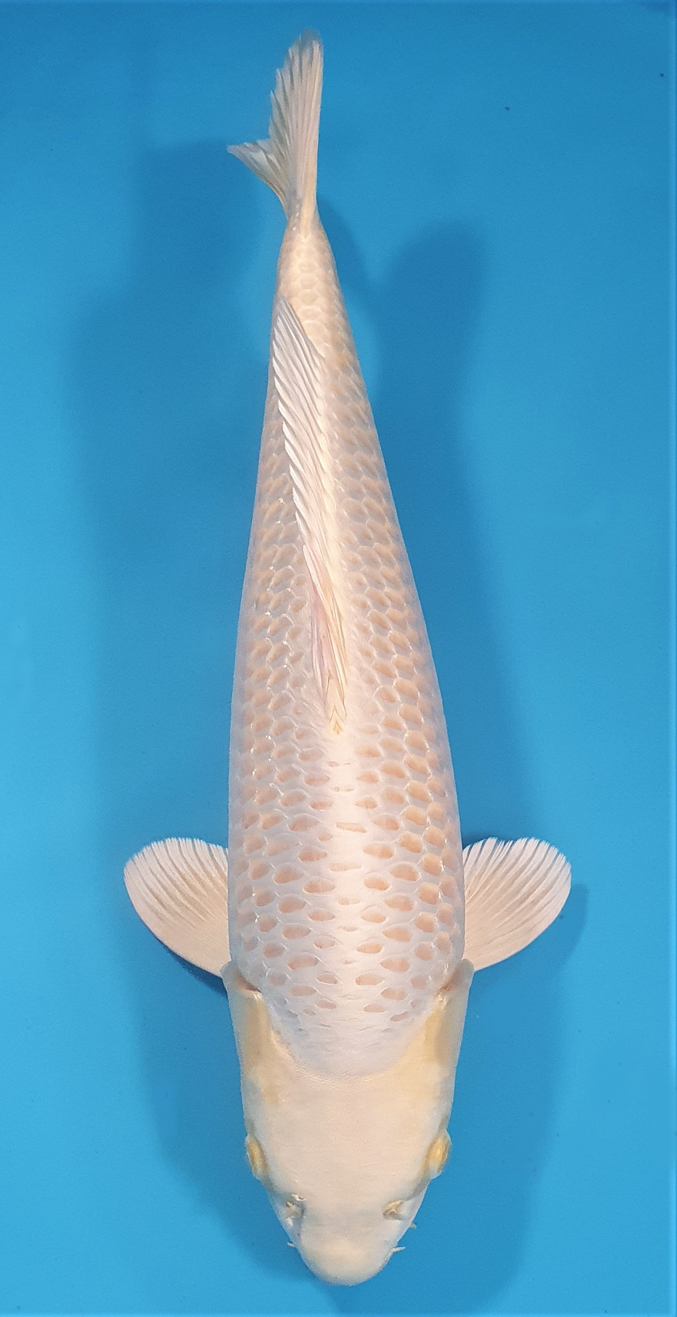 Yamabuki