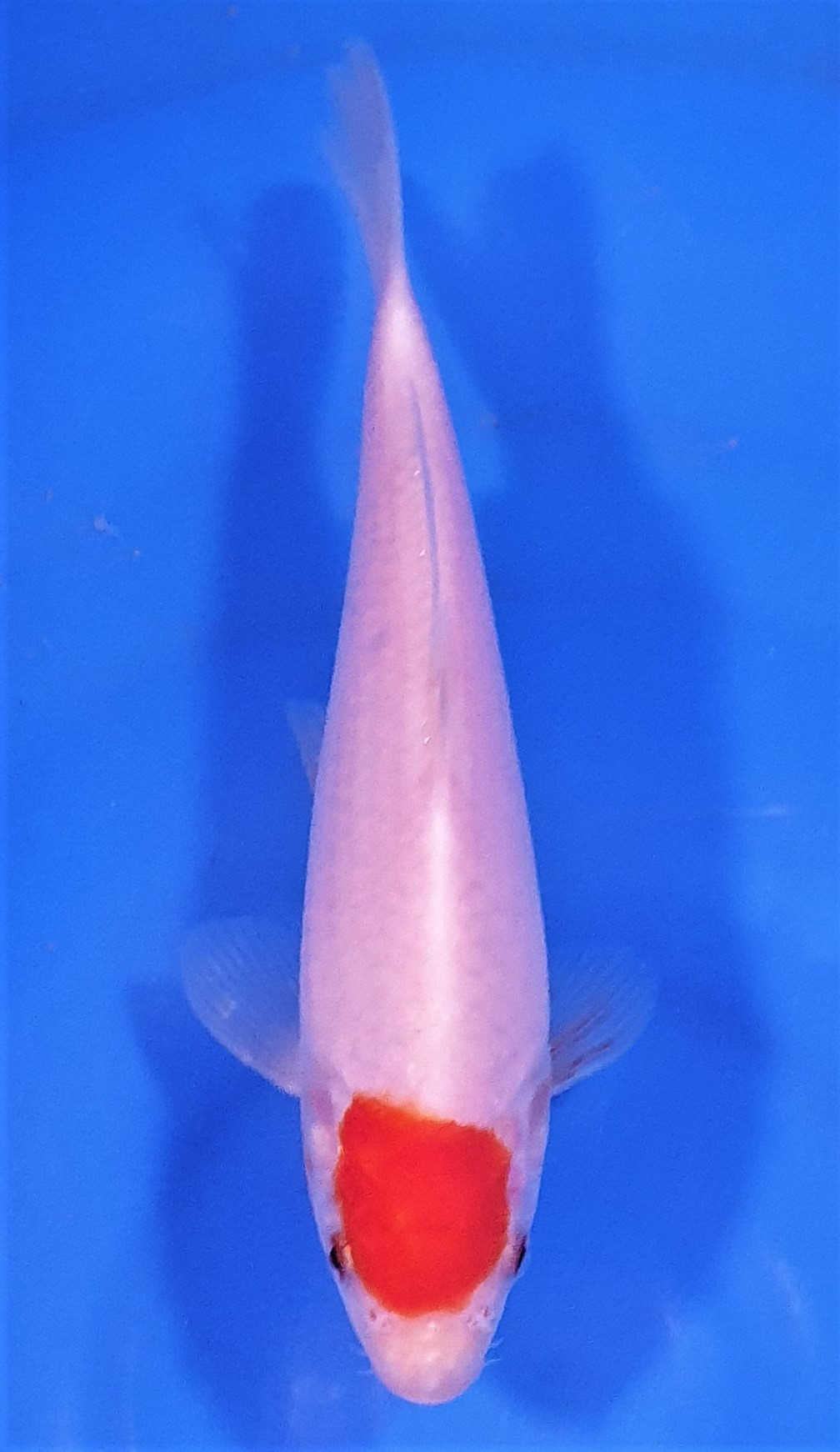 Tancho Kohaku