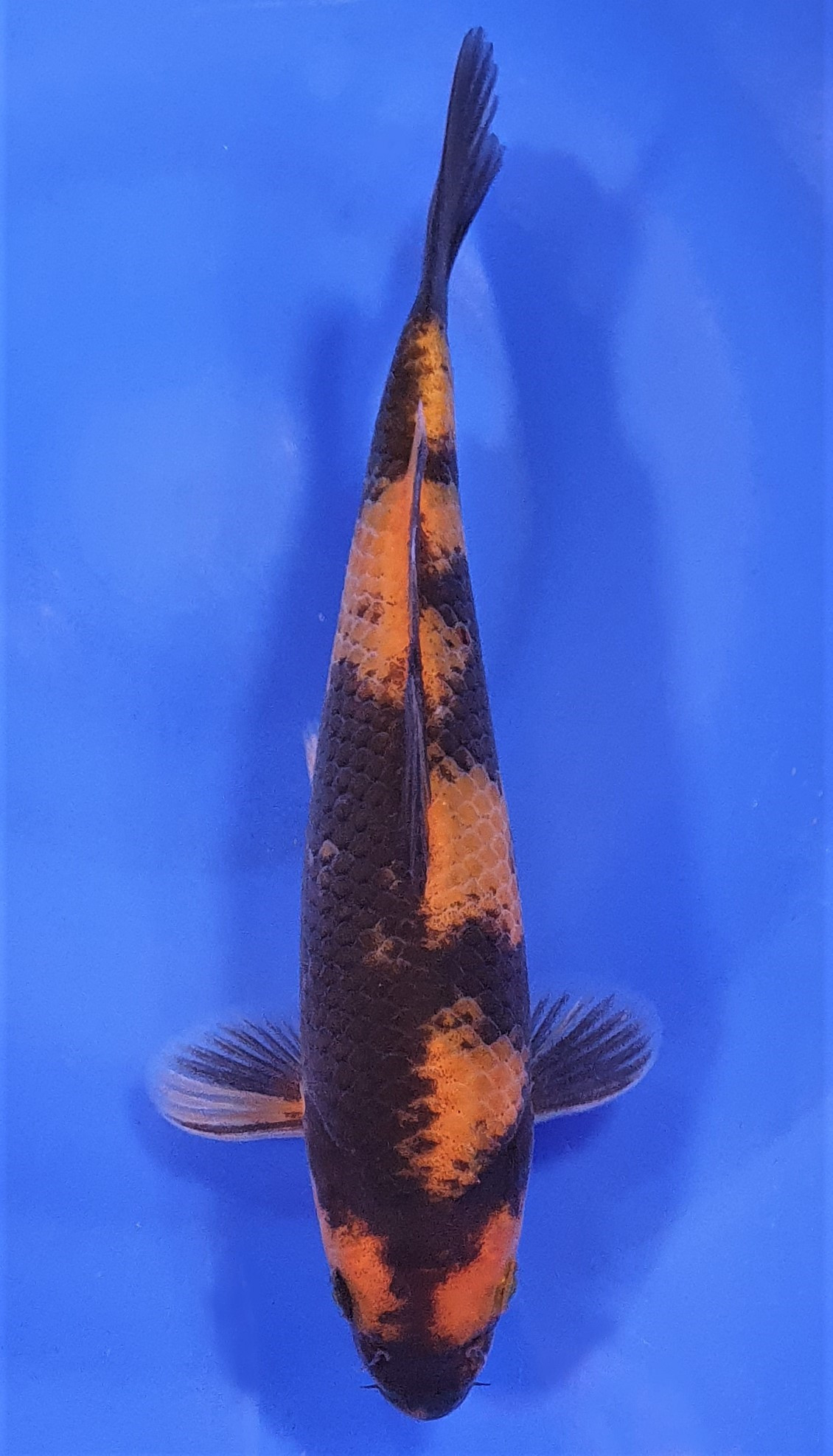 Hi Utsuri