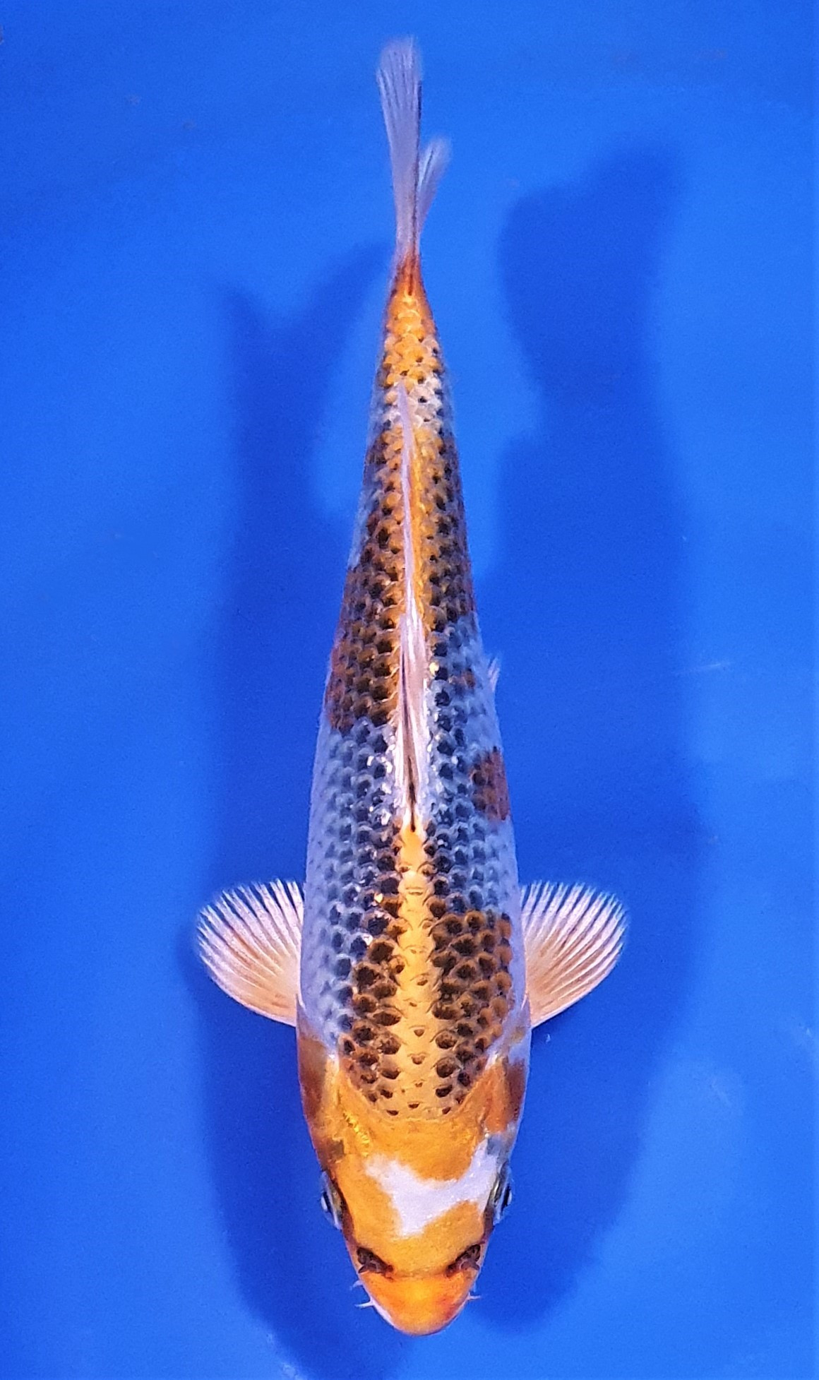 Kujaku