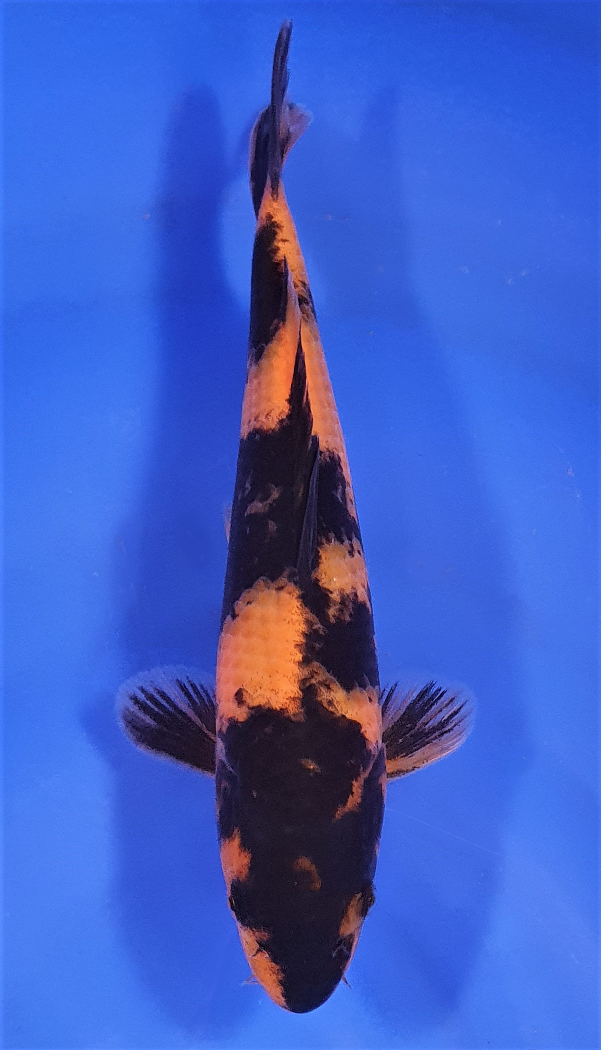 Hi Utsuri