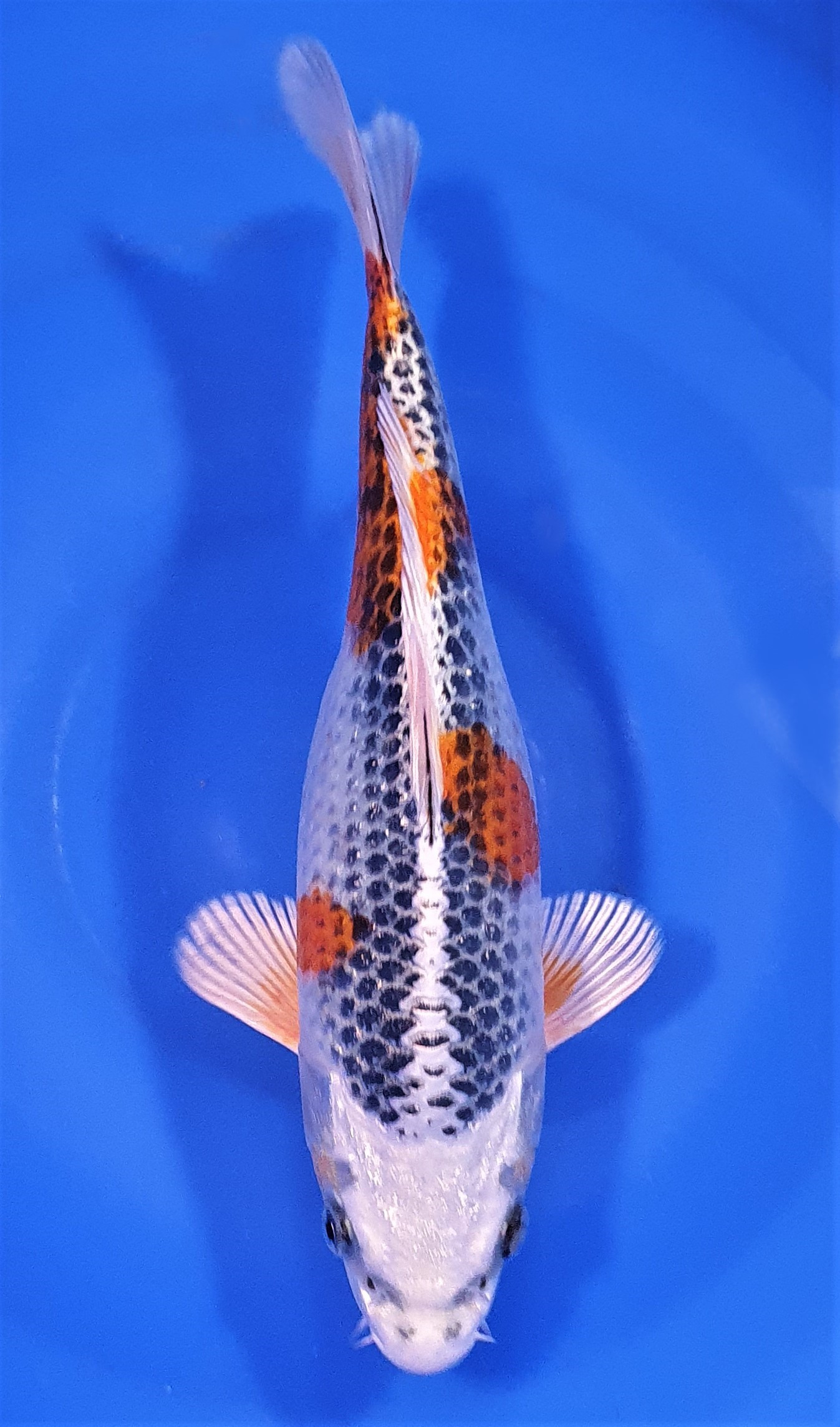 Kujaku