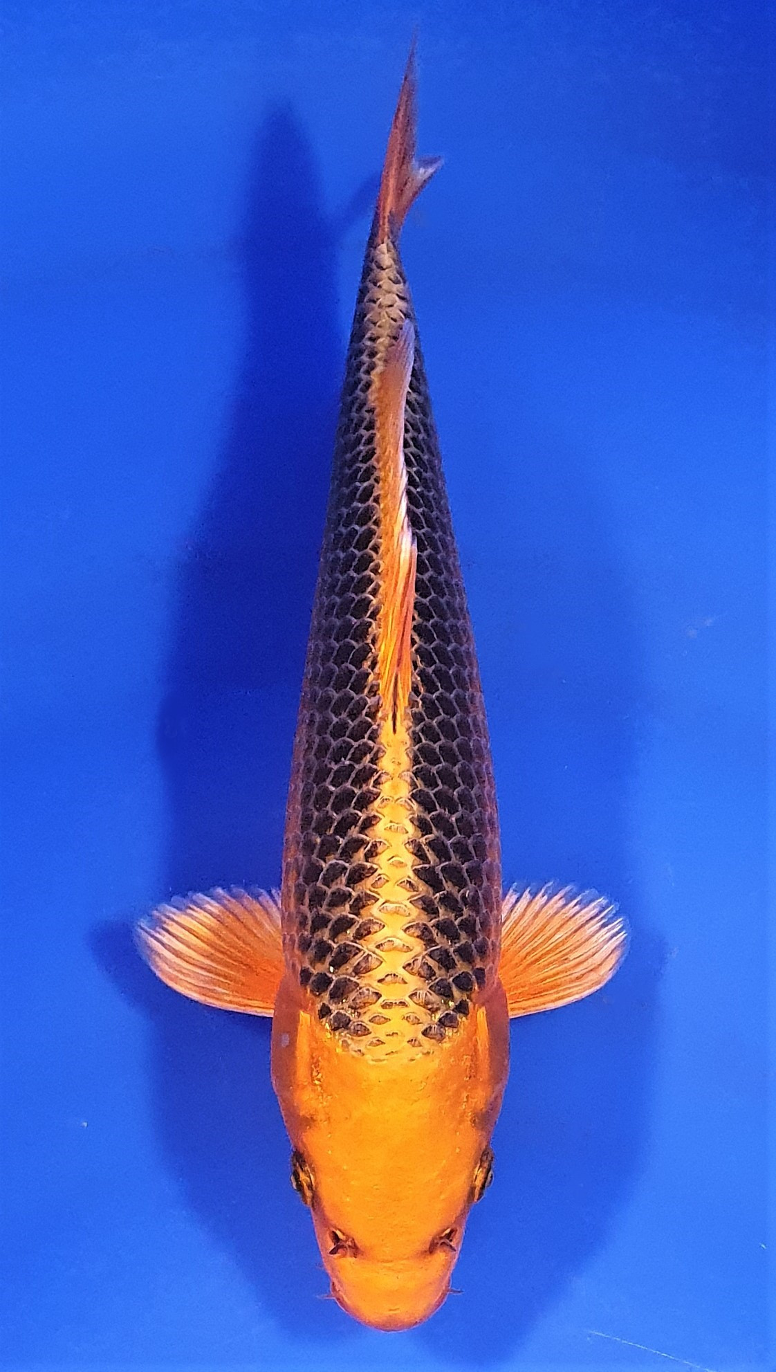 Kin Matsuba