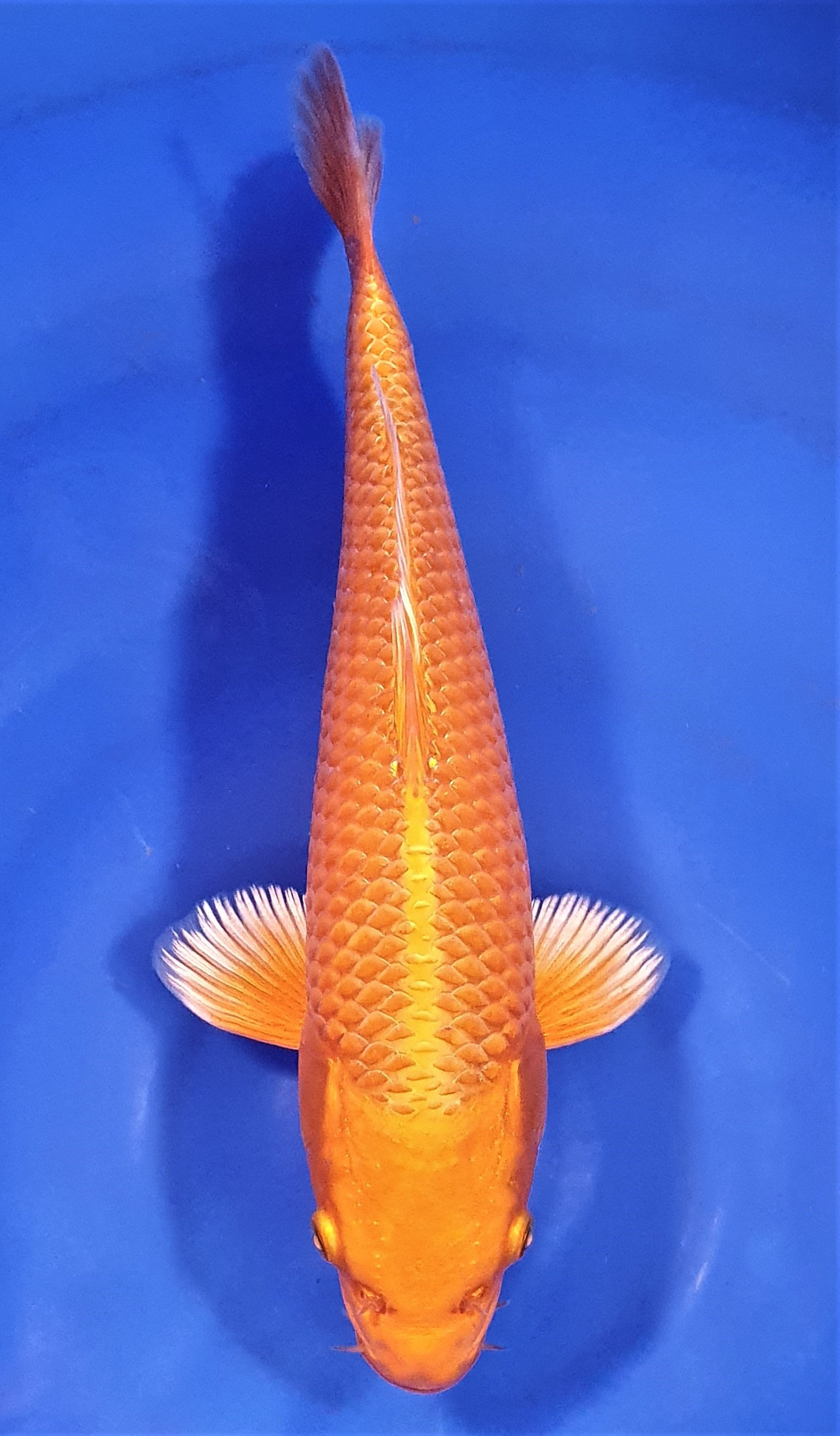 Orenji 