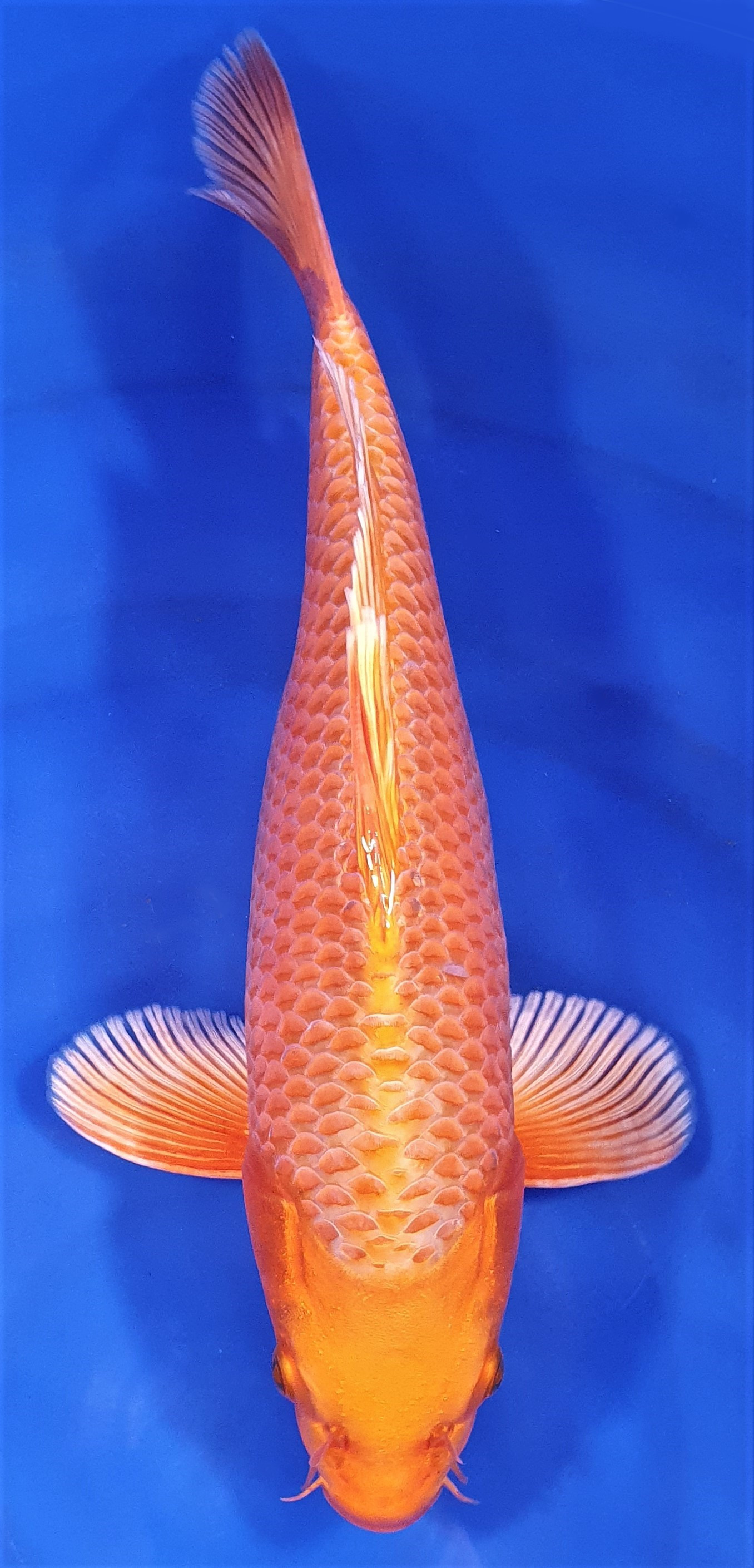 Orenji 