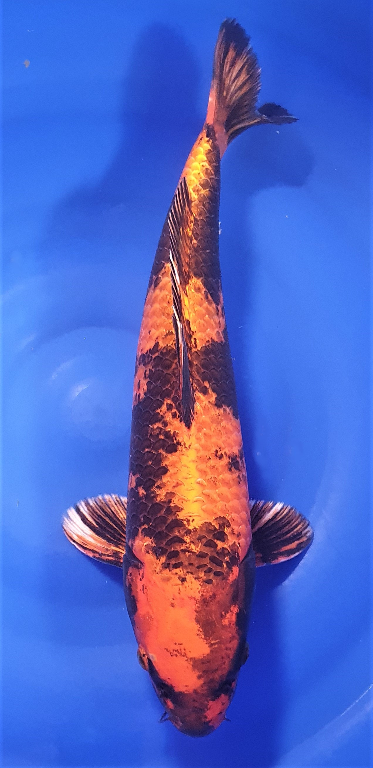 Kin Ki Utsuri