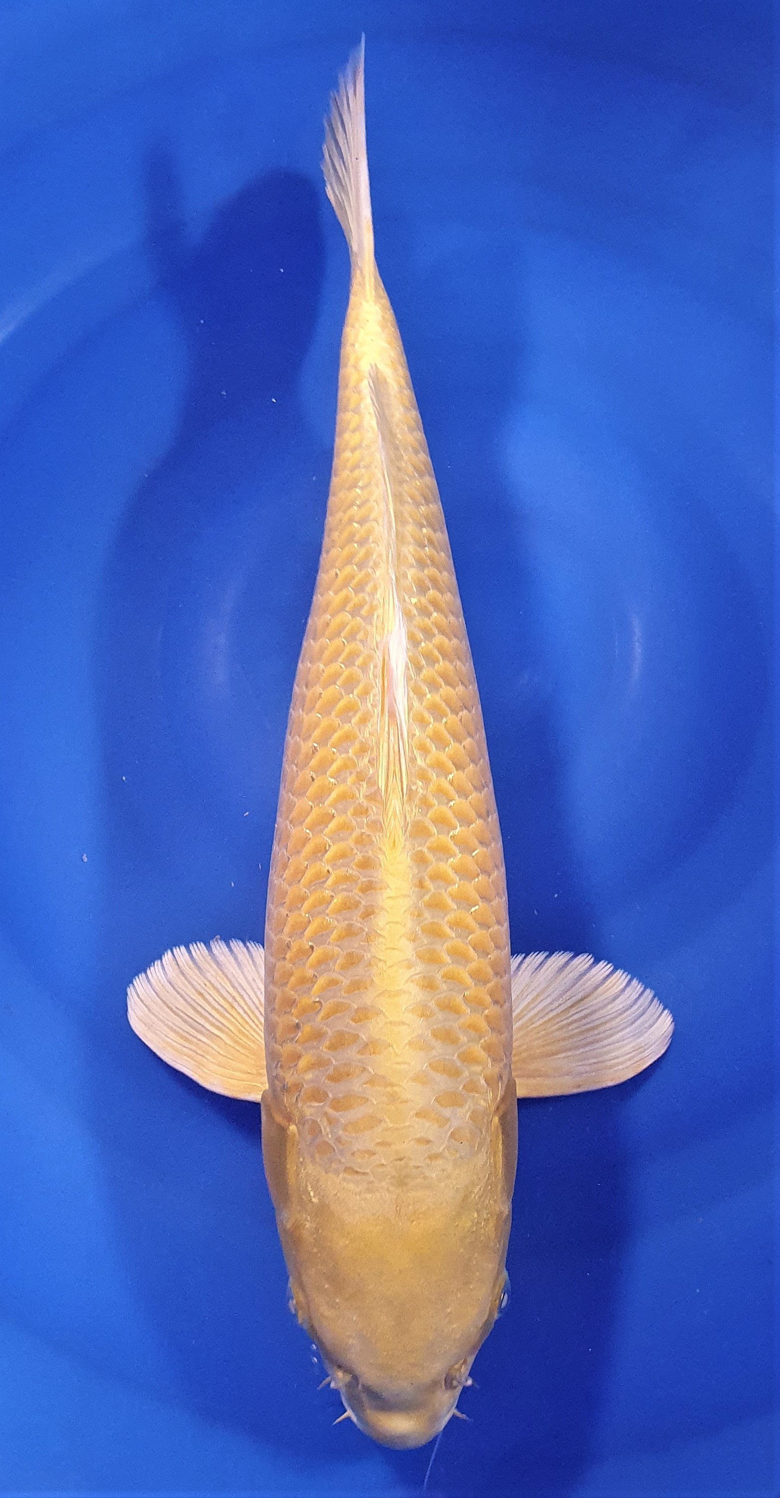 Yamabuki