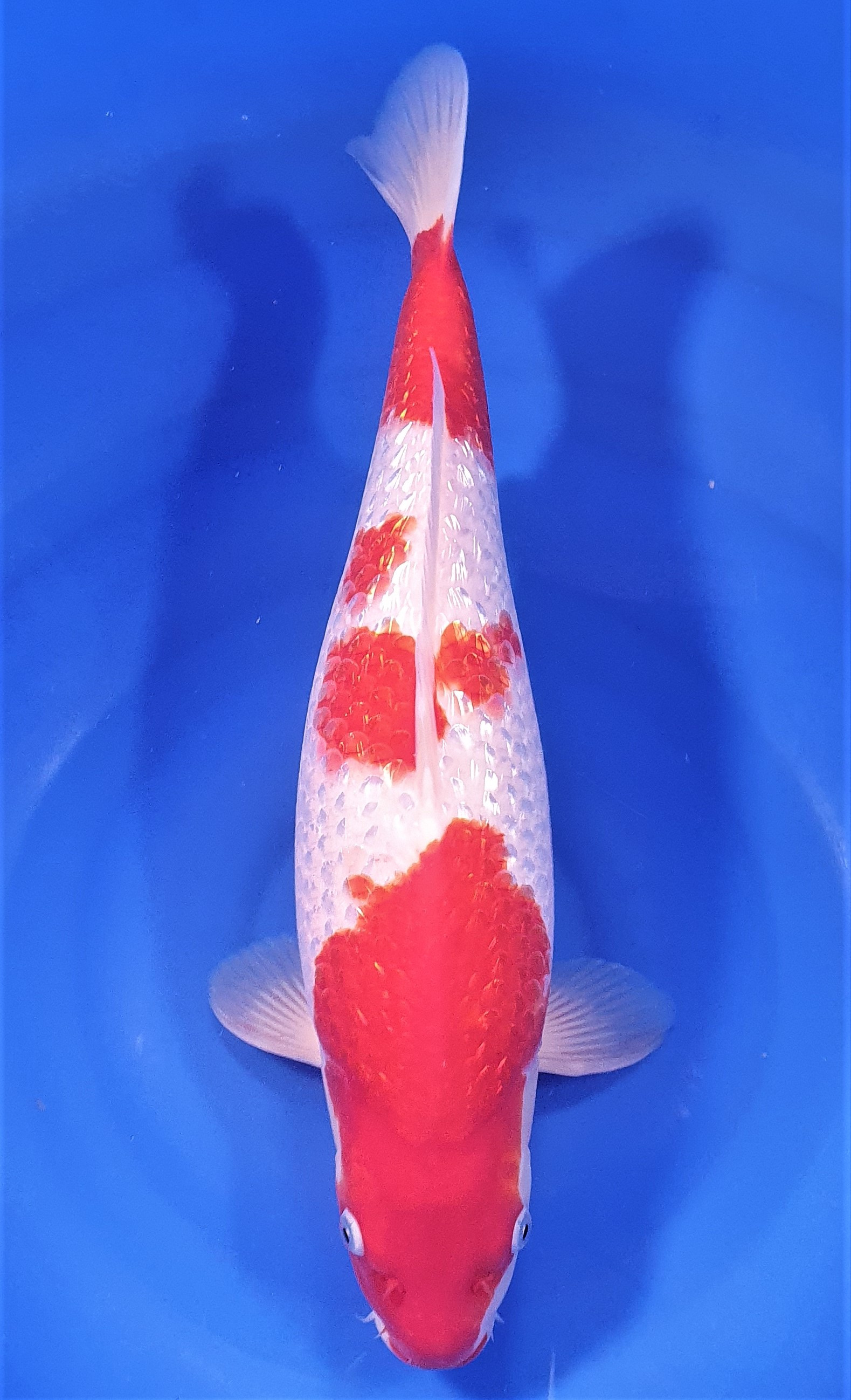 Ginrin Kohaku