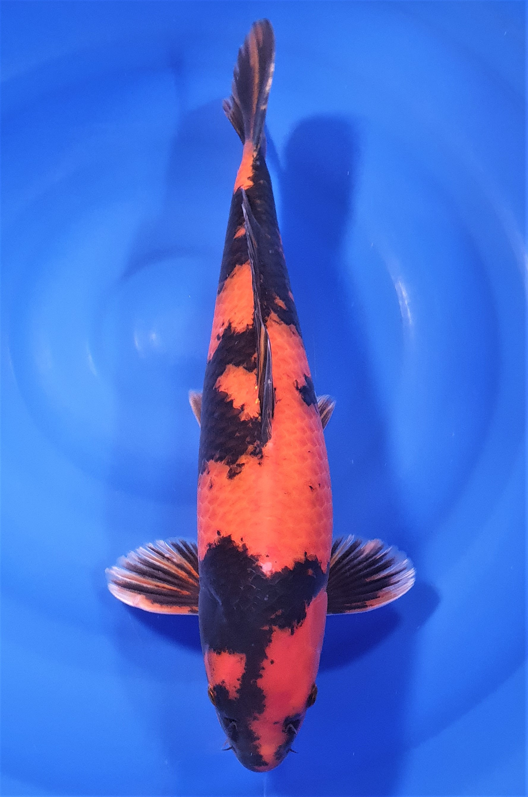 Hi Utsuri