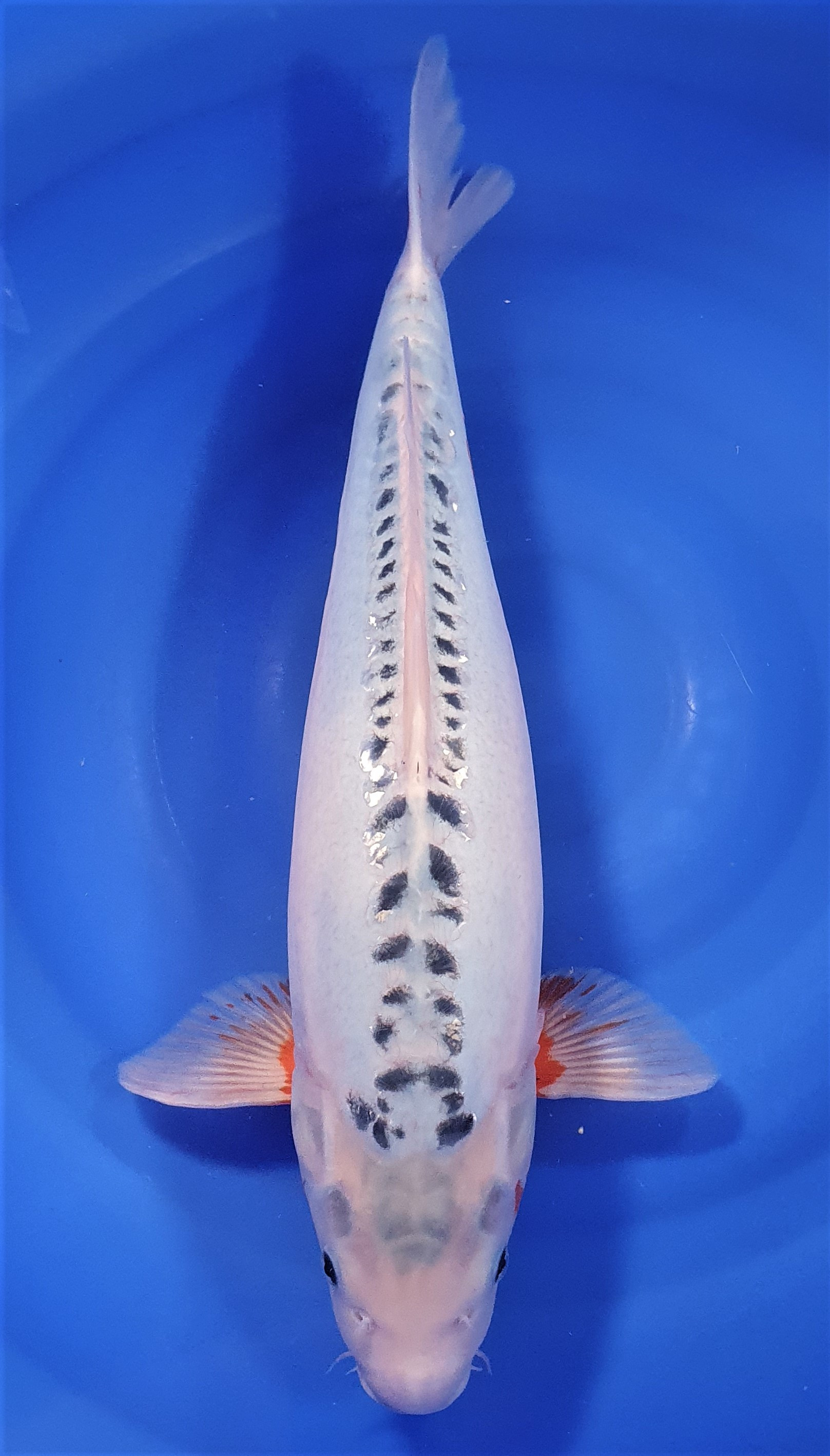Shusui