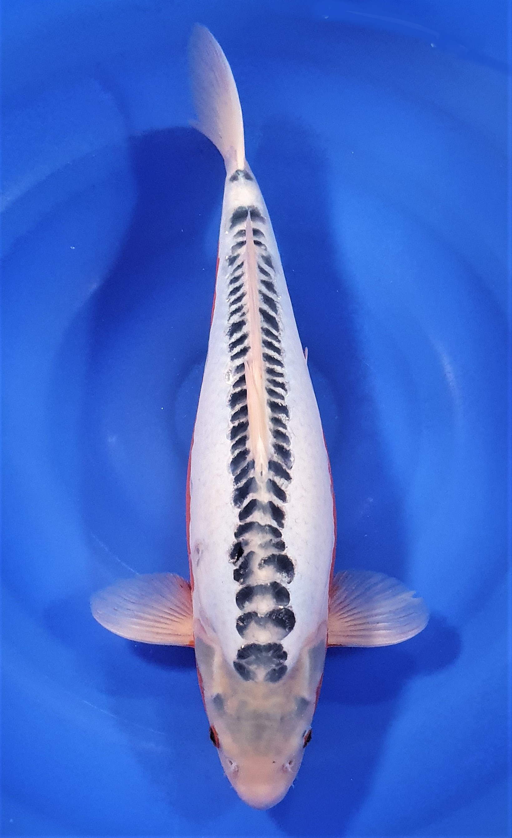 Shusui