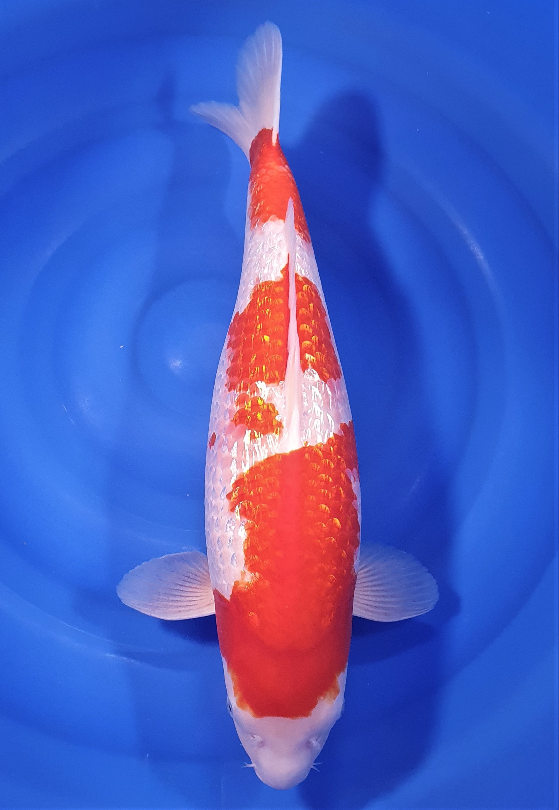 Ginrin Kohaku 52cm