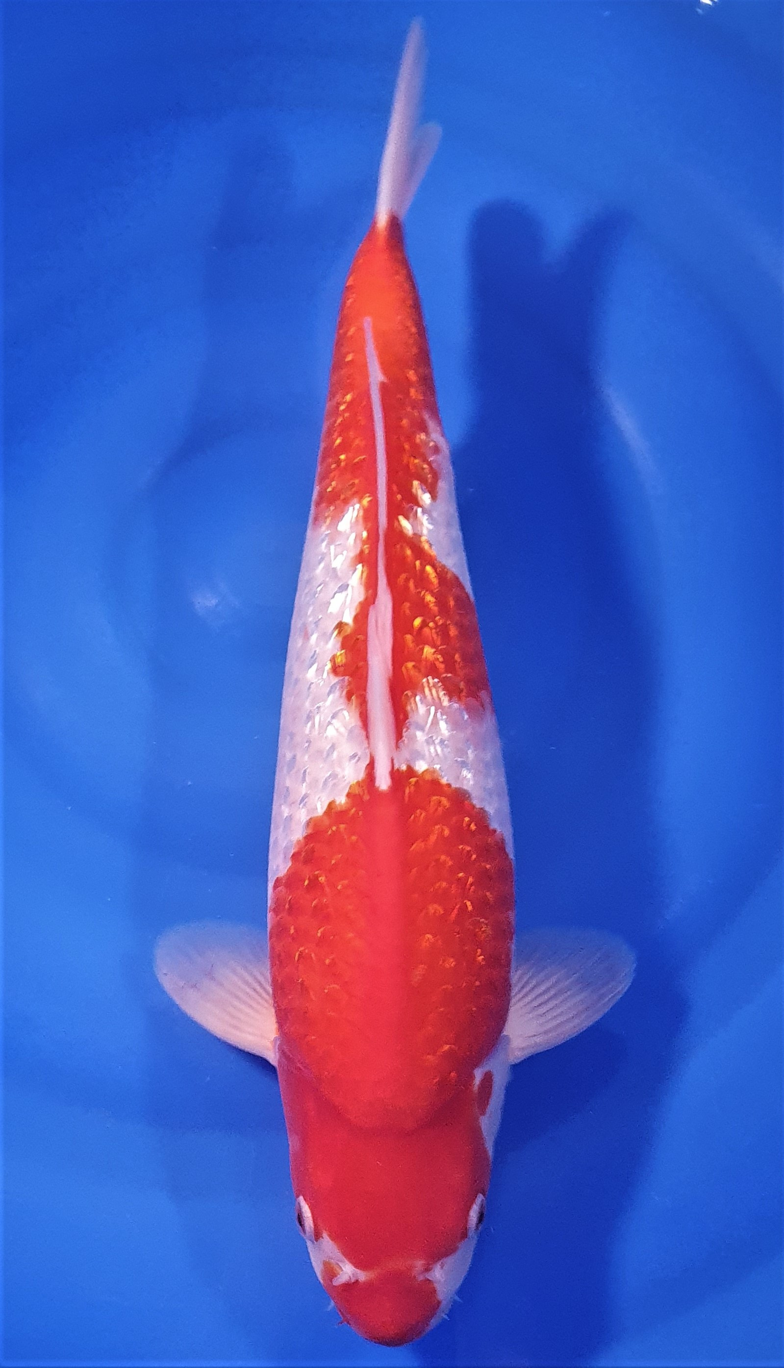 Ginrin Kohaku 43cm