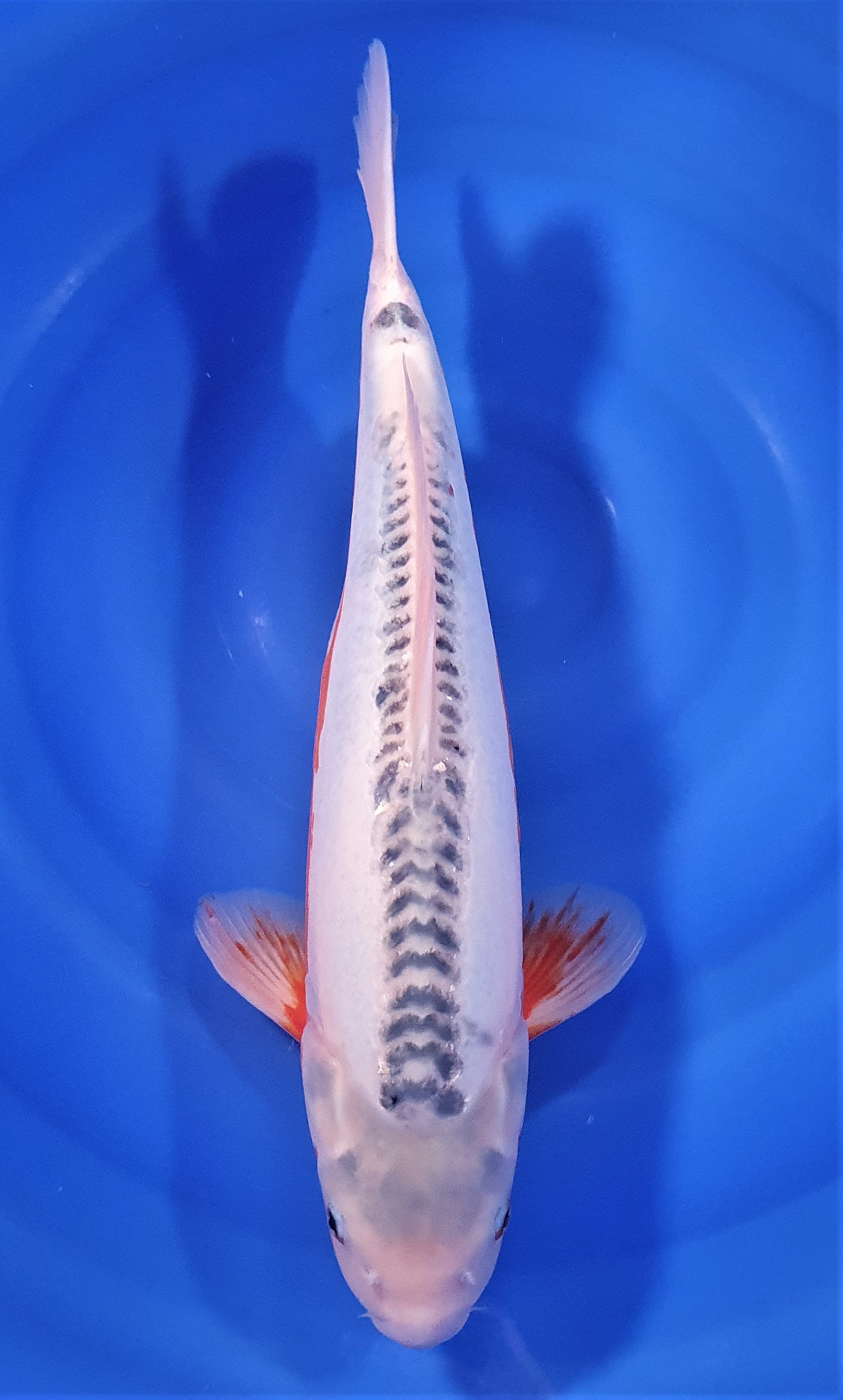 Shusui 51cm