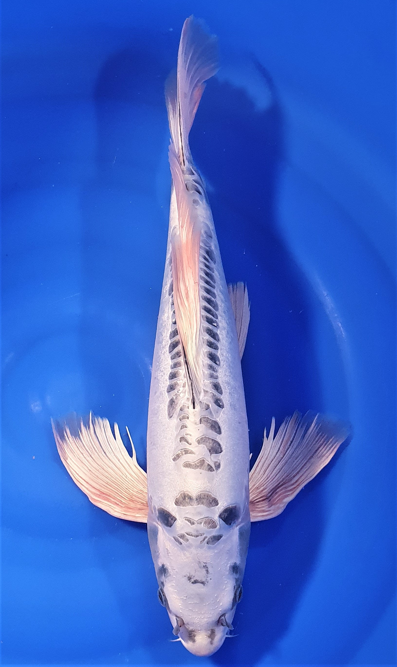 Kiko Voile