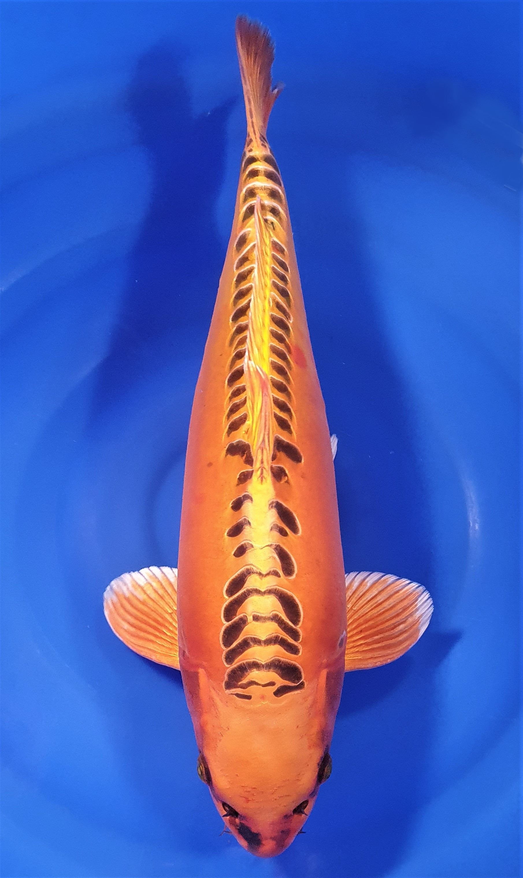 Mizuho