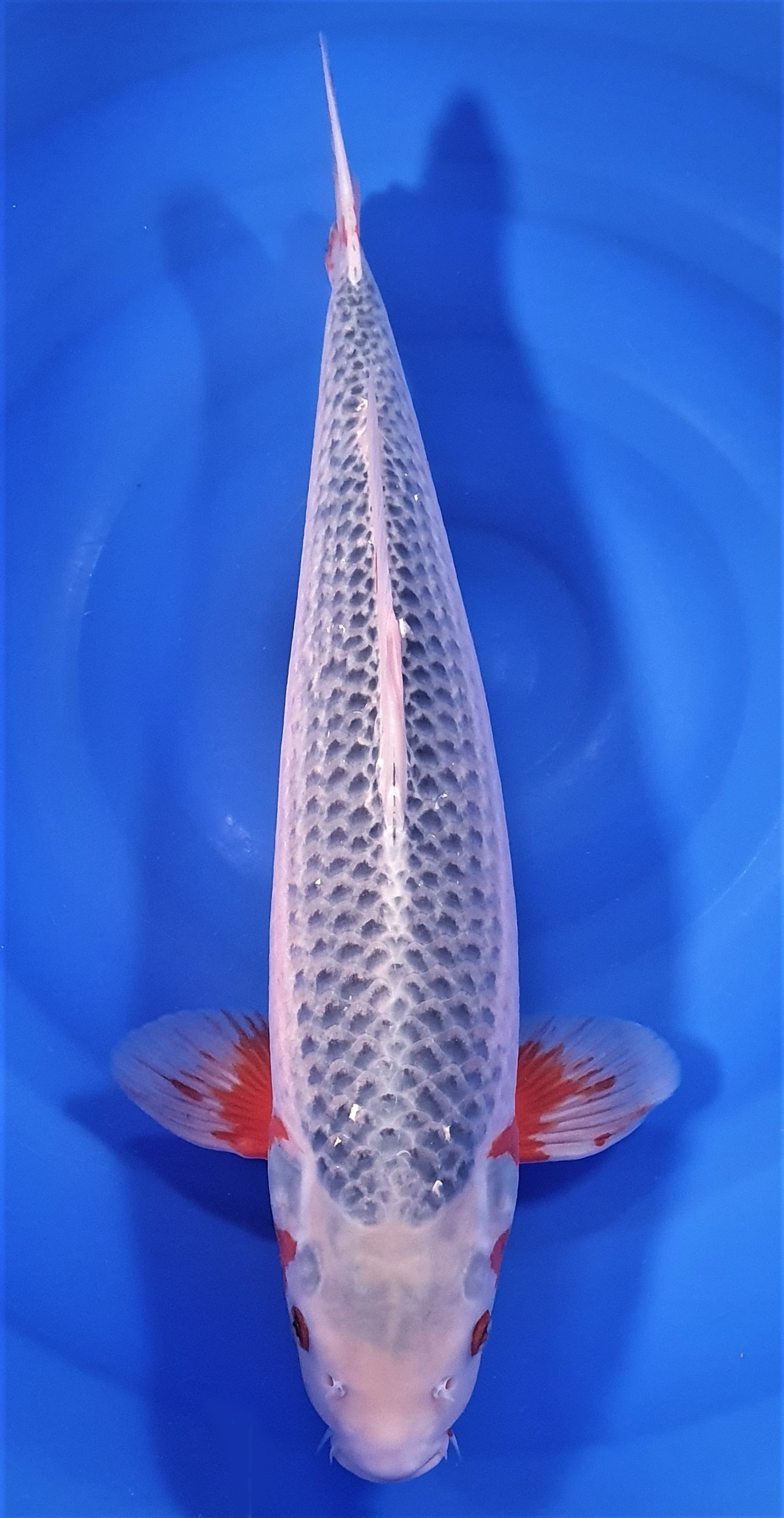 Asagi 52cm