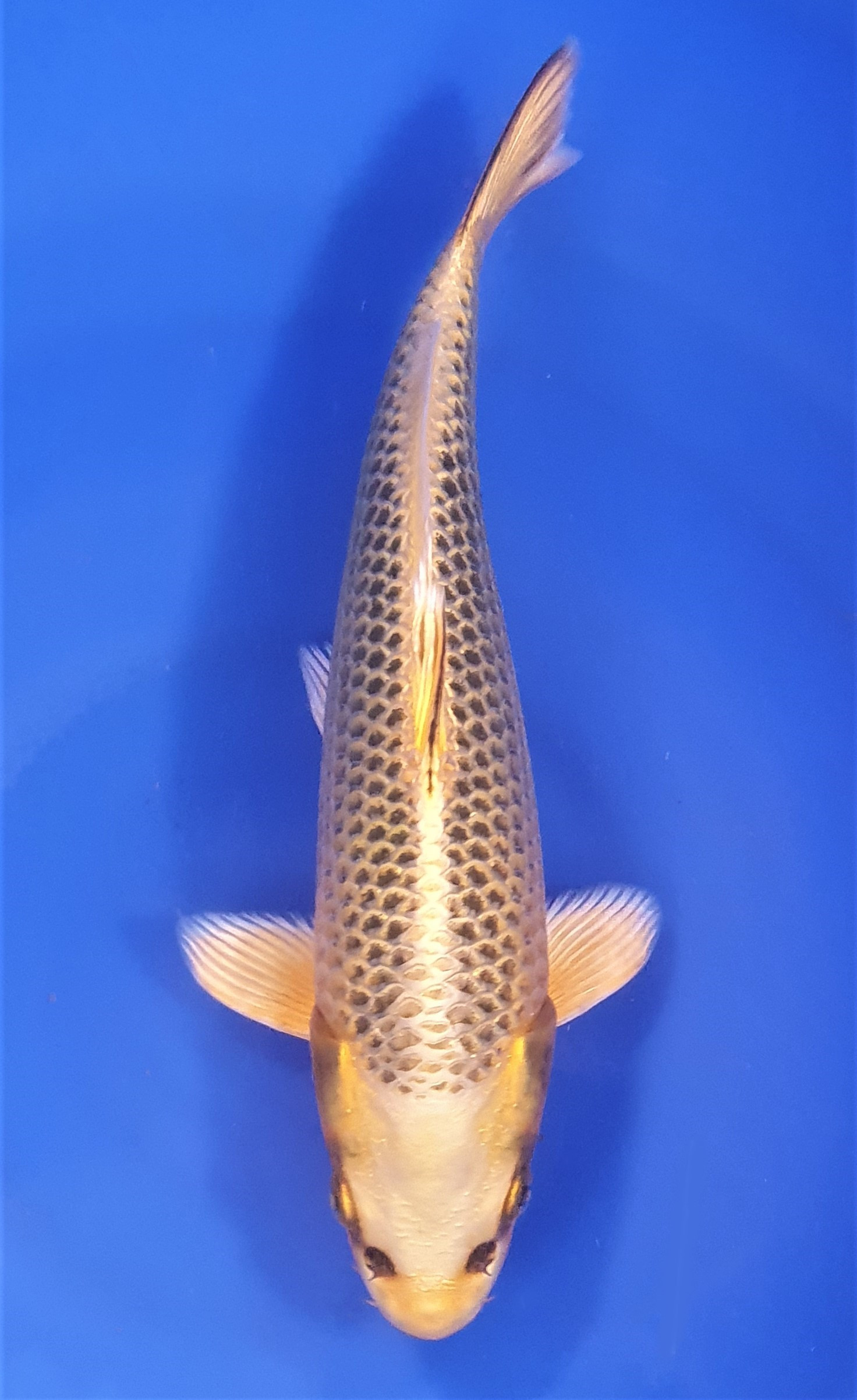 Kin Matsuba