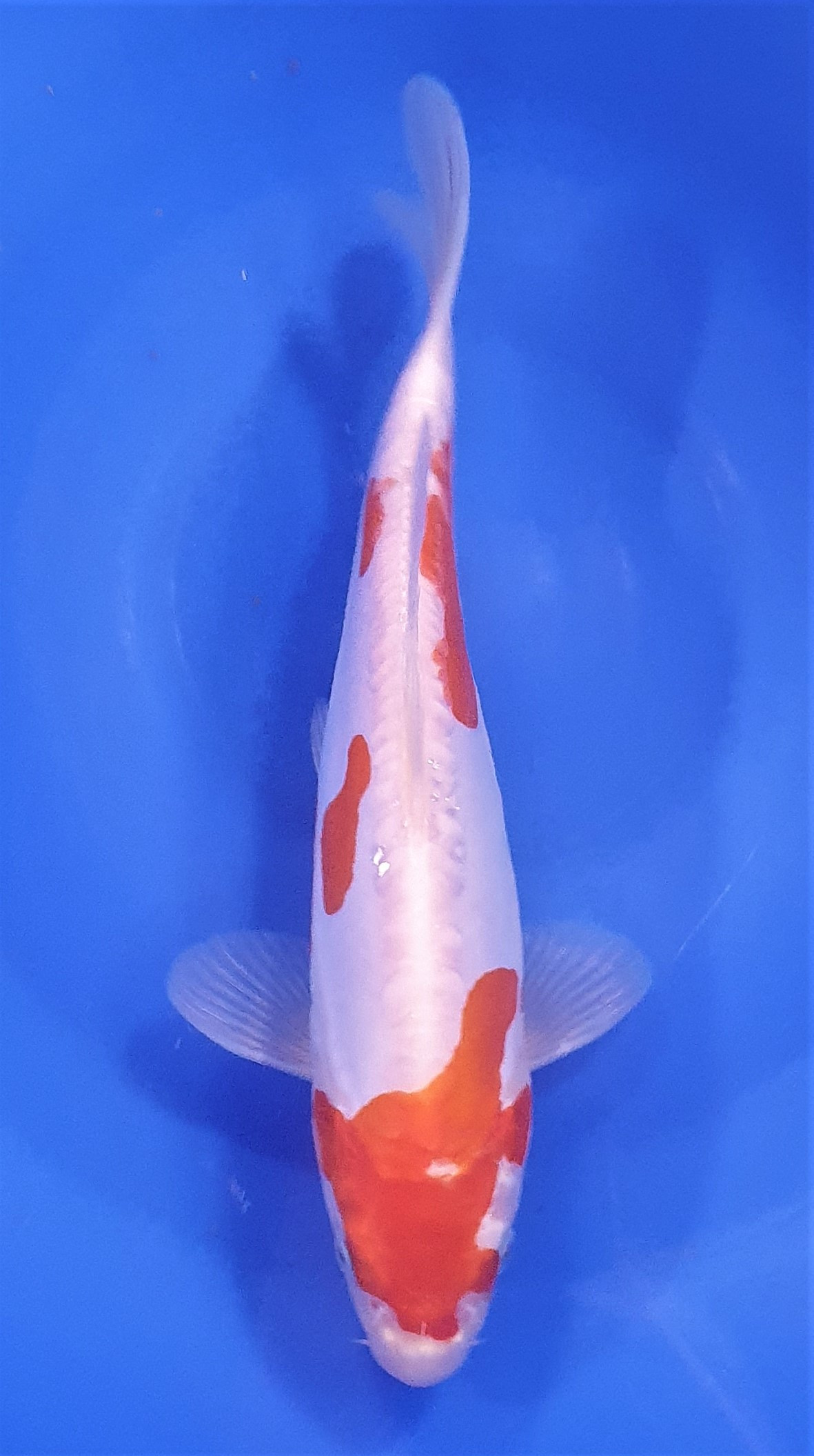 Beni kumonryu