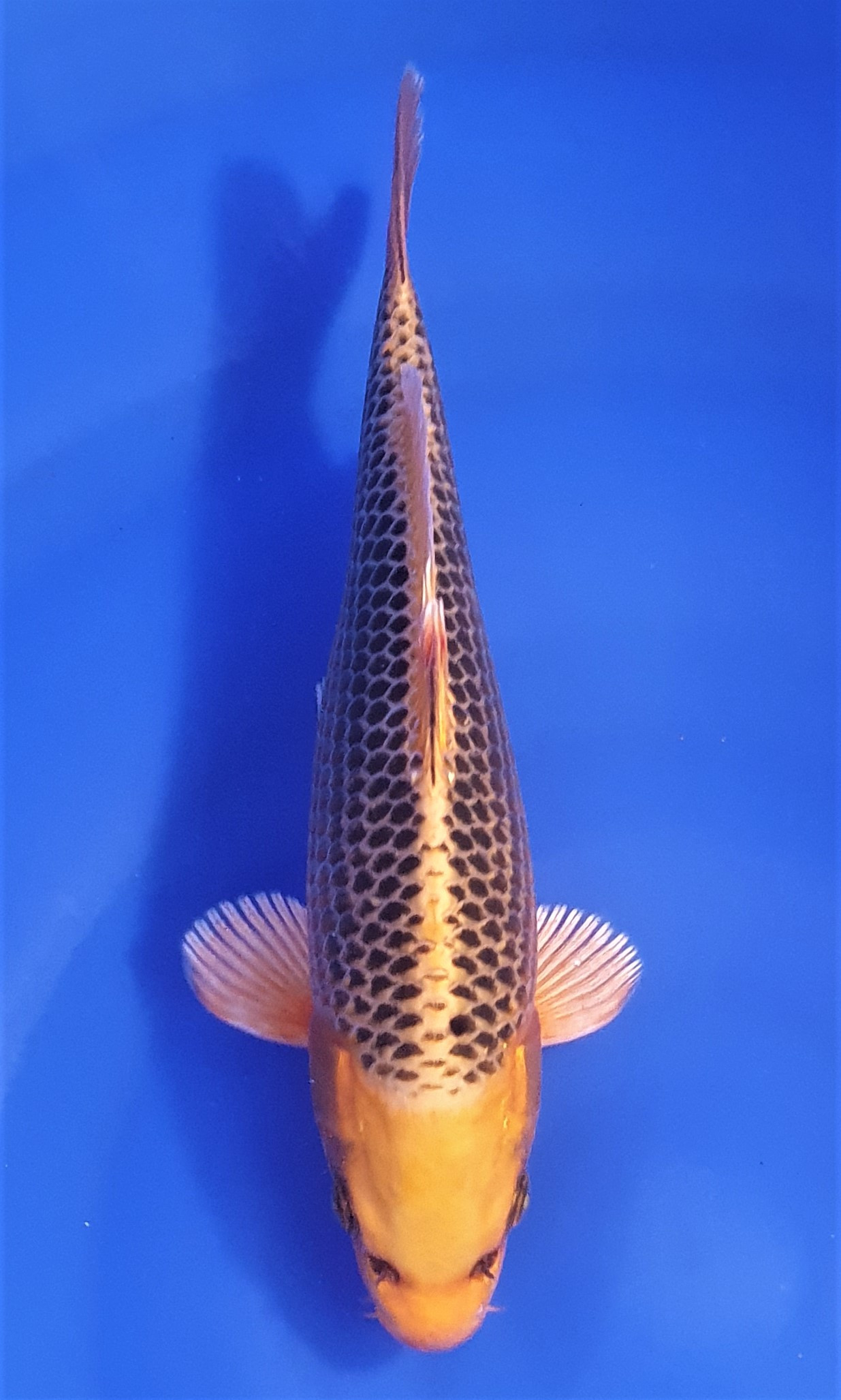 Kin Matsuba