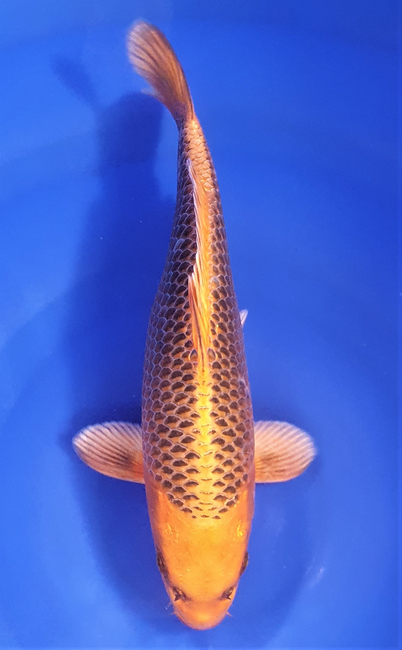 Kin Matsuba