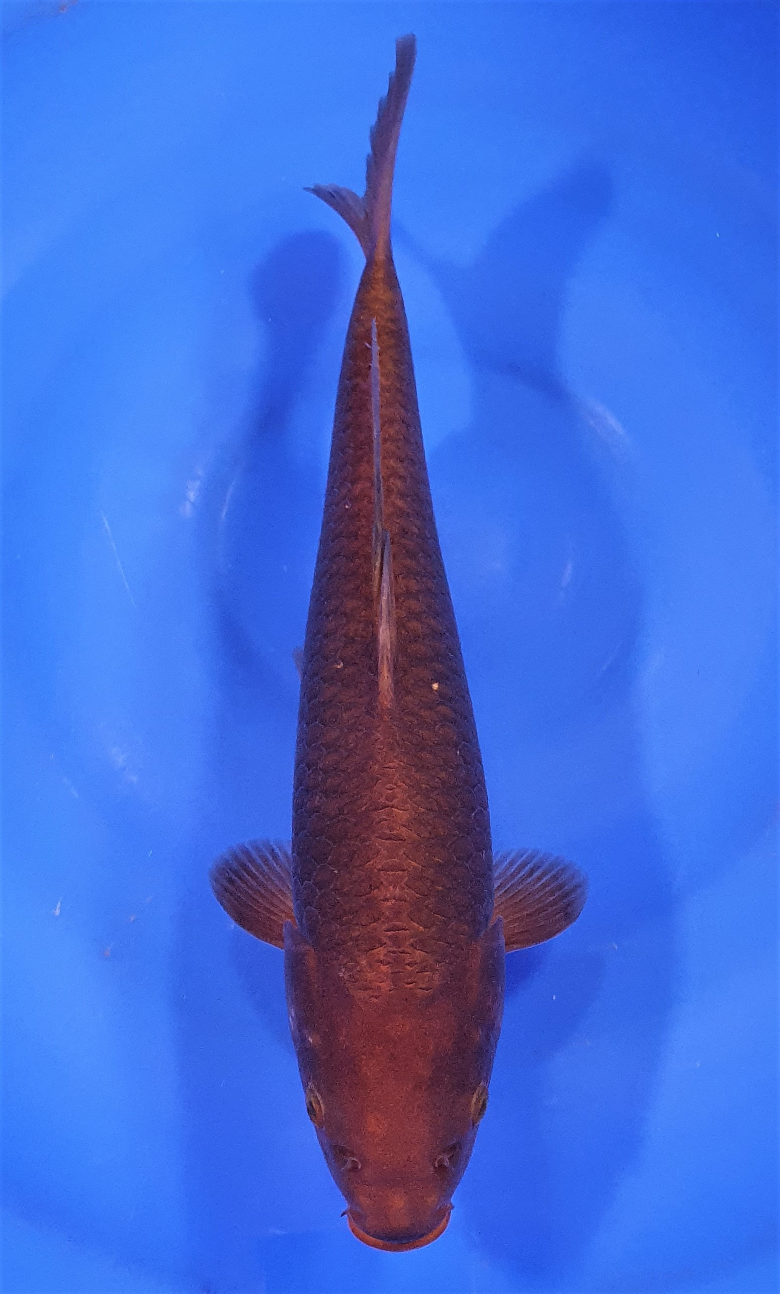 Chagoi JUMBO Tosai